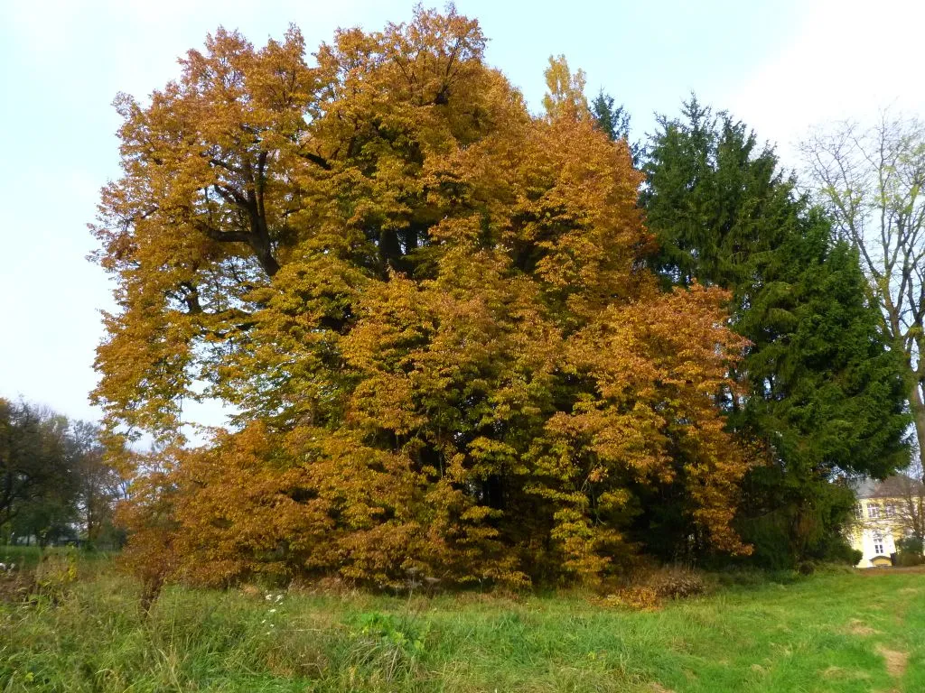 Photo showing: Schloss Rufling - Gerichtslinde