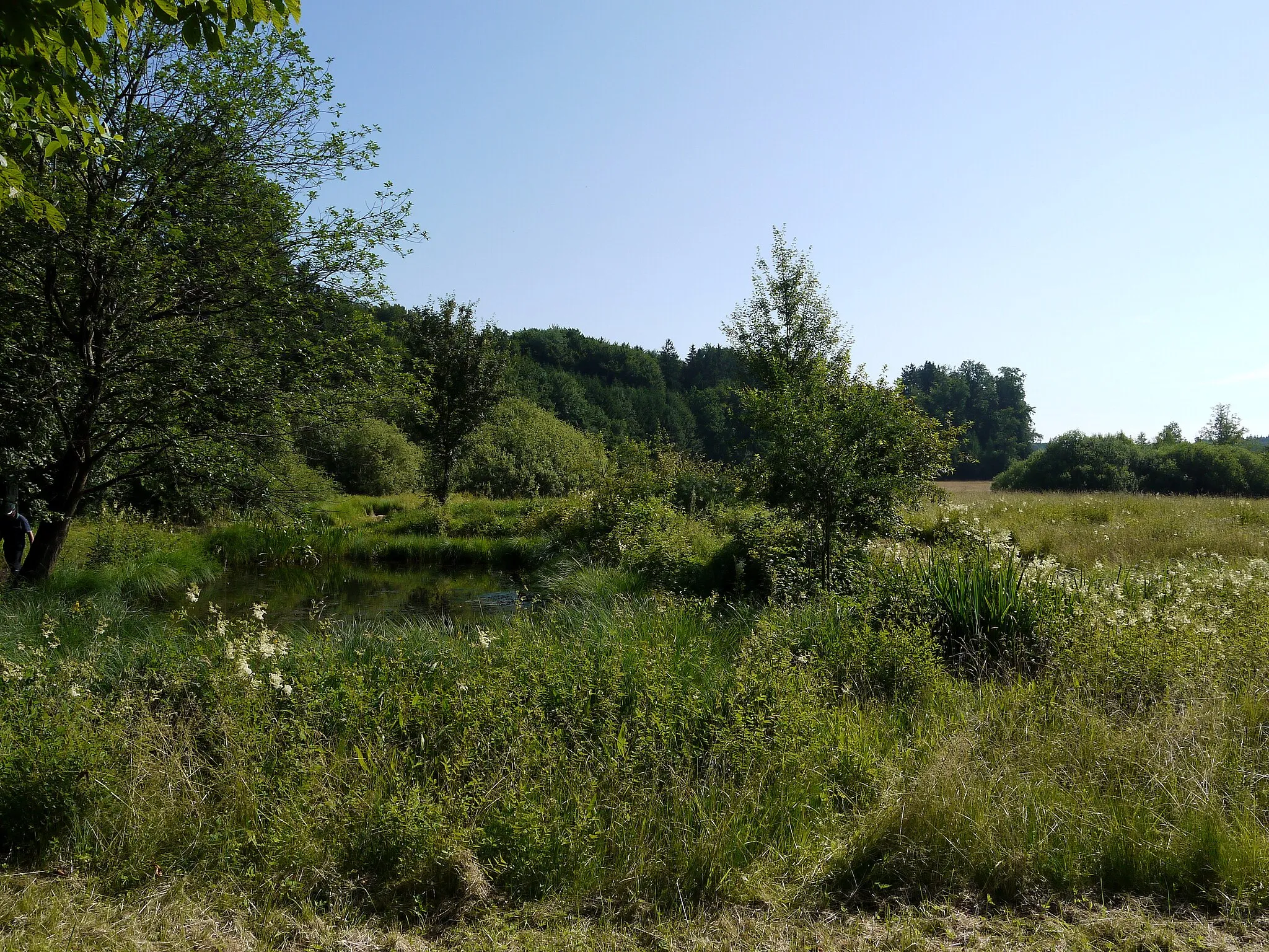 Photo showing: Feuchtbodensiedlung Gerlhamer Moor
