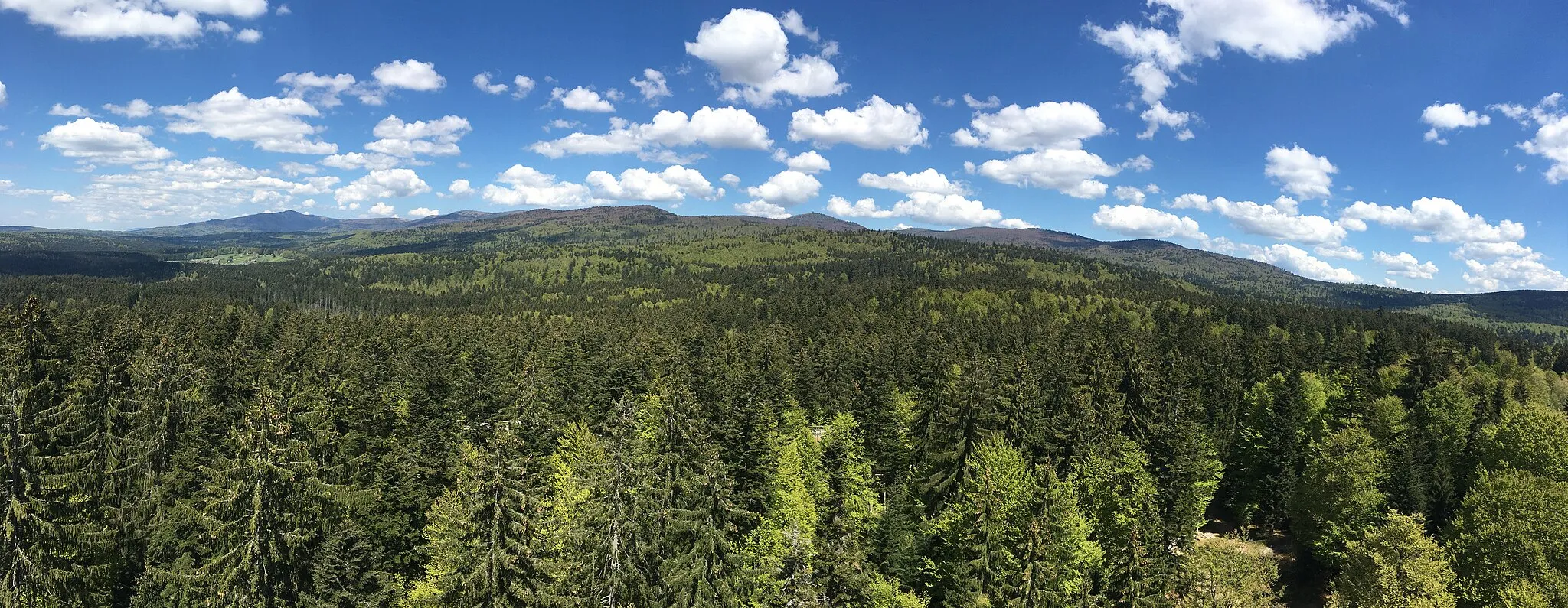 Photo showing: Aussicht vom Baumturm (Baumwipfelpfad Neuschönau) in nördliche Richtung: Bereiche im Nationalpark Bayerischer Wald; im Bild u.a. der Neuschönauer Ortsteil Altschönau (links), dahinter der Große Rachel und etwa in der Bildmitte am Horizont der Lusen.