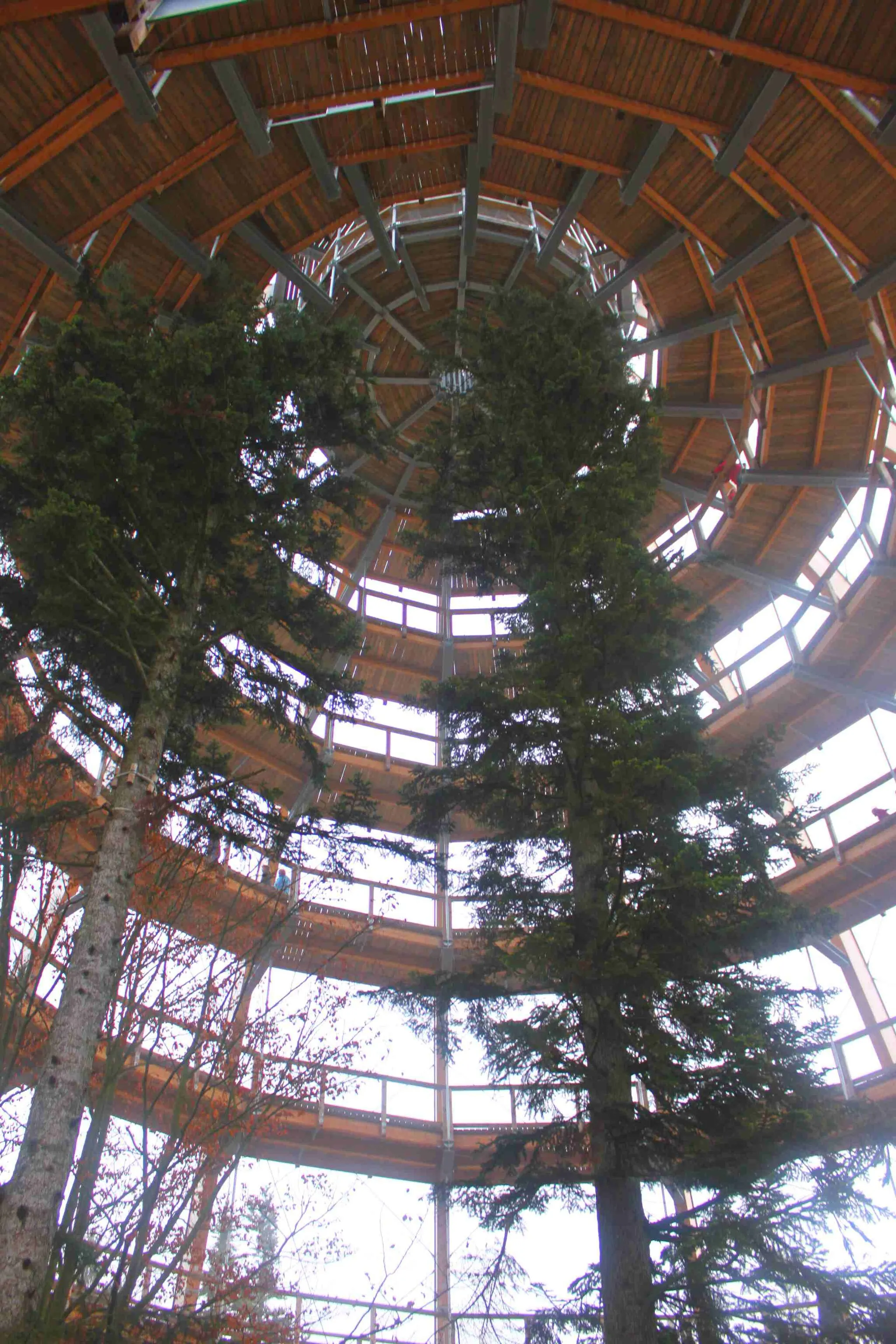 Photo showing: Der weltweit größte Baumwipfelpfad in Neuschönau