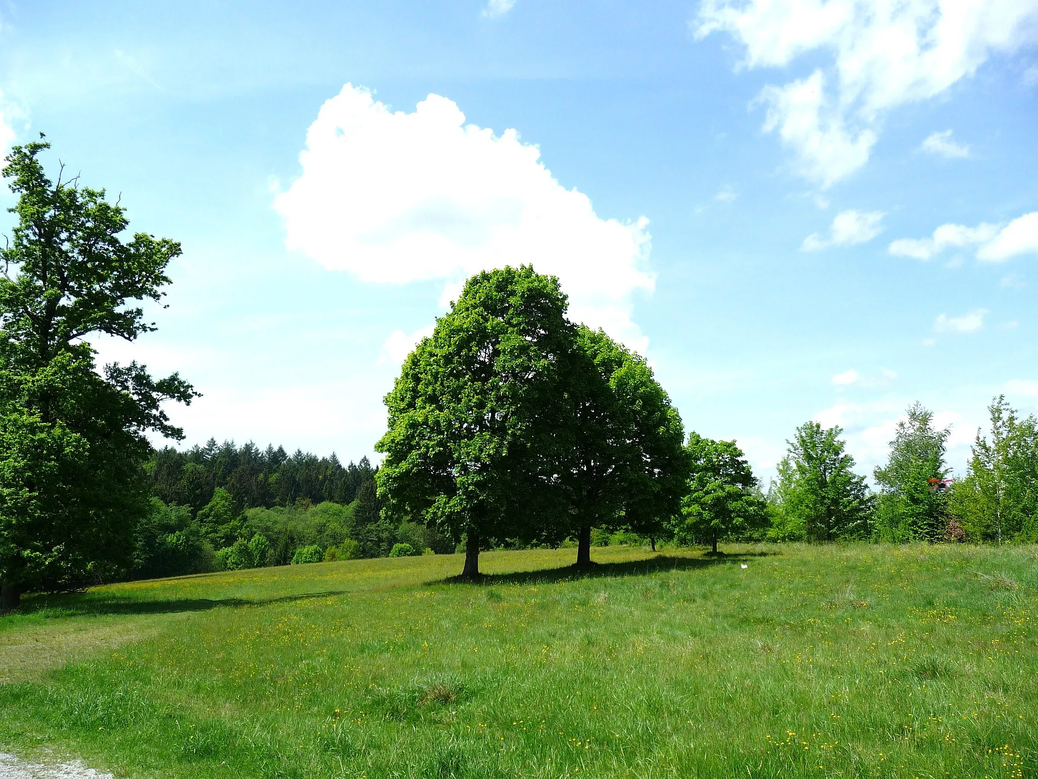 Photo showing: Wiese im Landschaftsschutzgebiet Kohlbruck in Passau