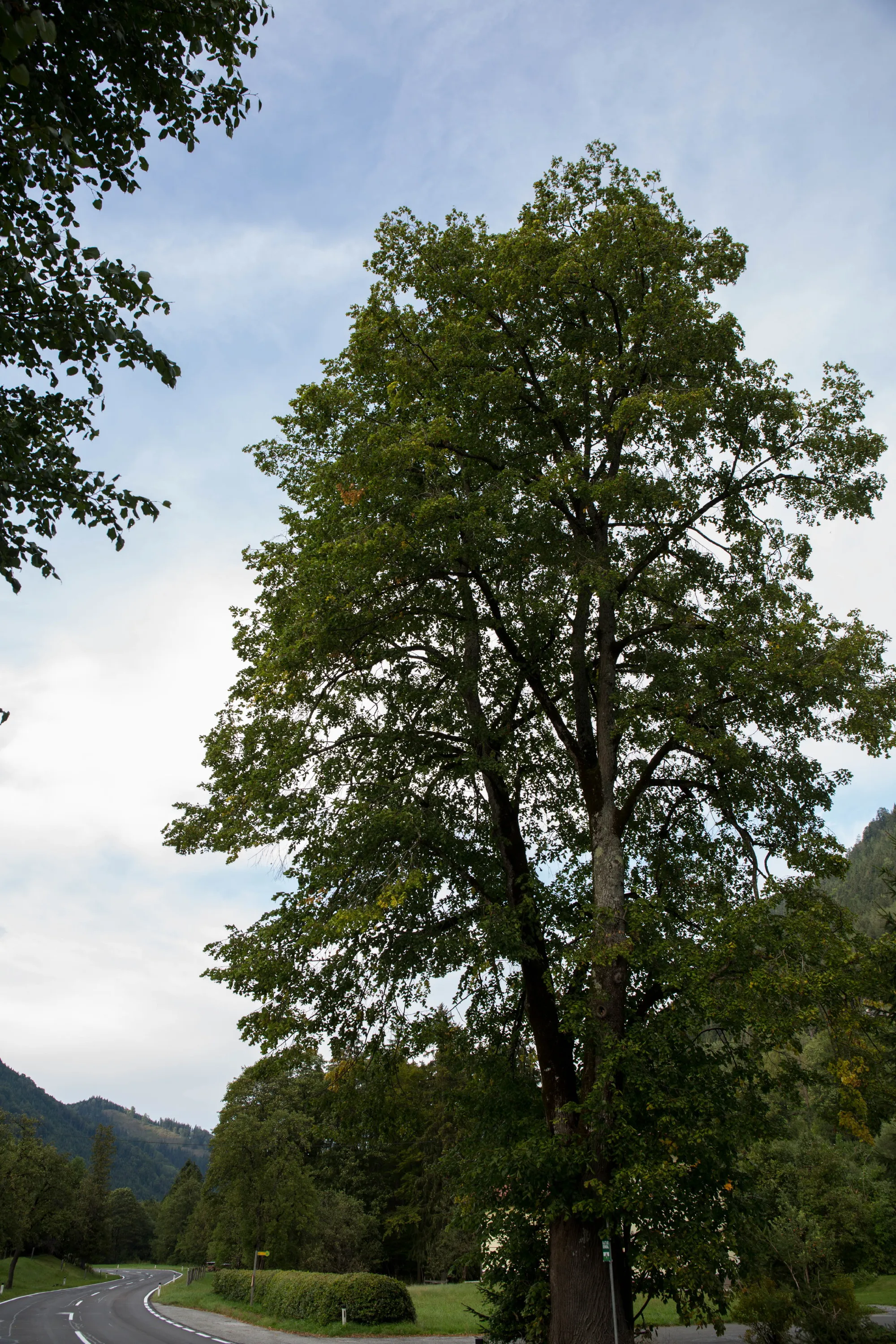 Photo showing: This media shows the natural monument in Styria  with the ID 973.