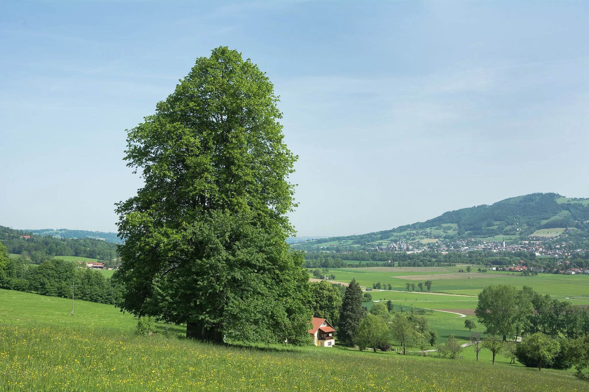 Photo showing: This media shows the natural monument in Upper Austria with the ID nd647 (Linde in Micheldorf).