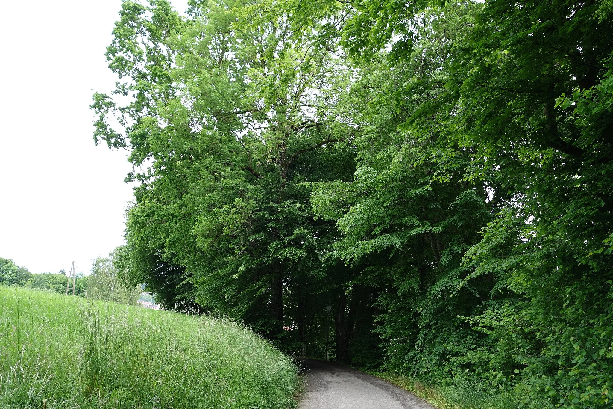 Photo showing: This media shows the natural monument in Upper Austria  with the ID nd200.