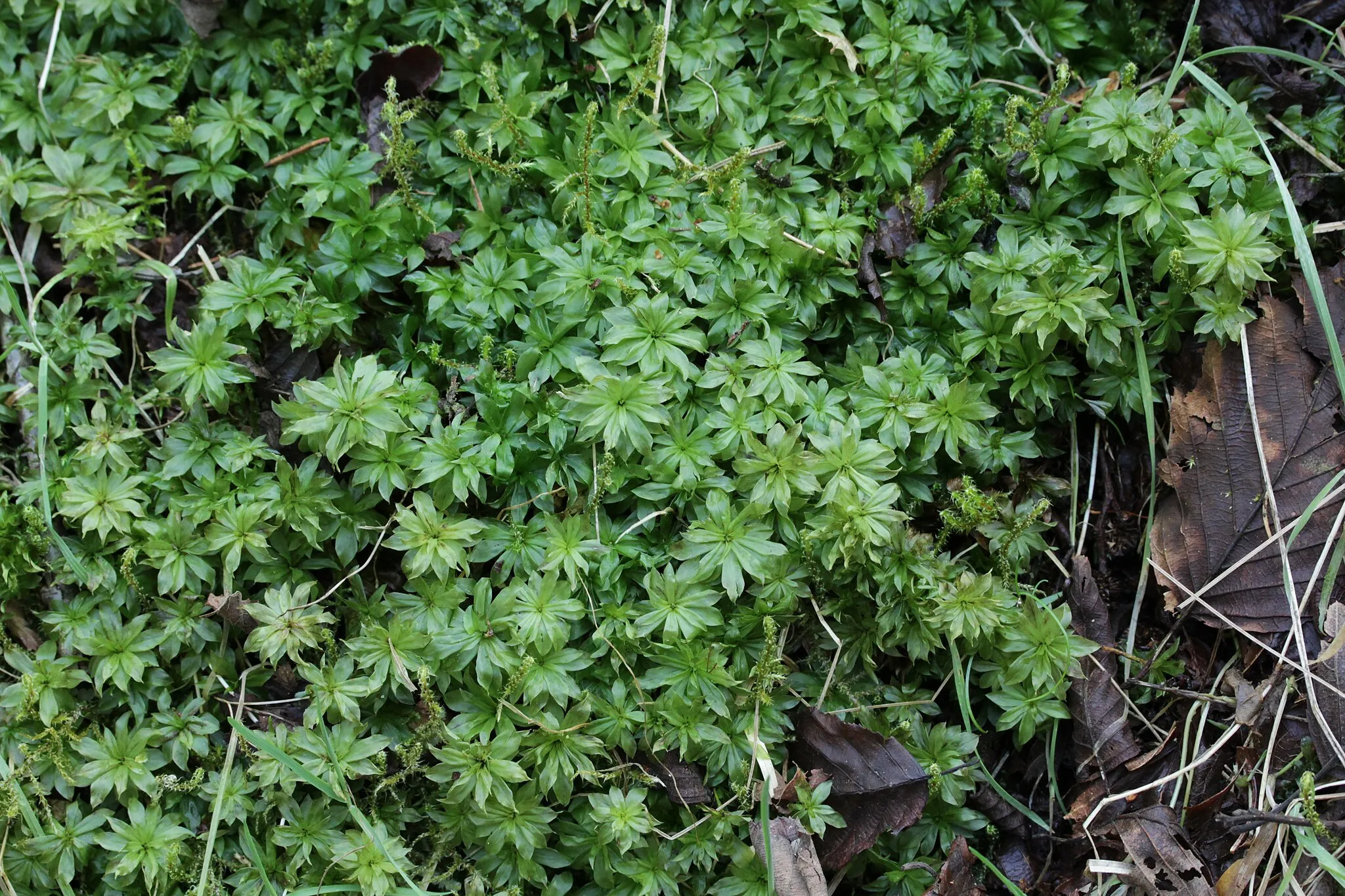 Photo showing: Rhodobryum roseum