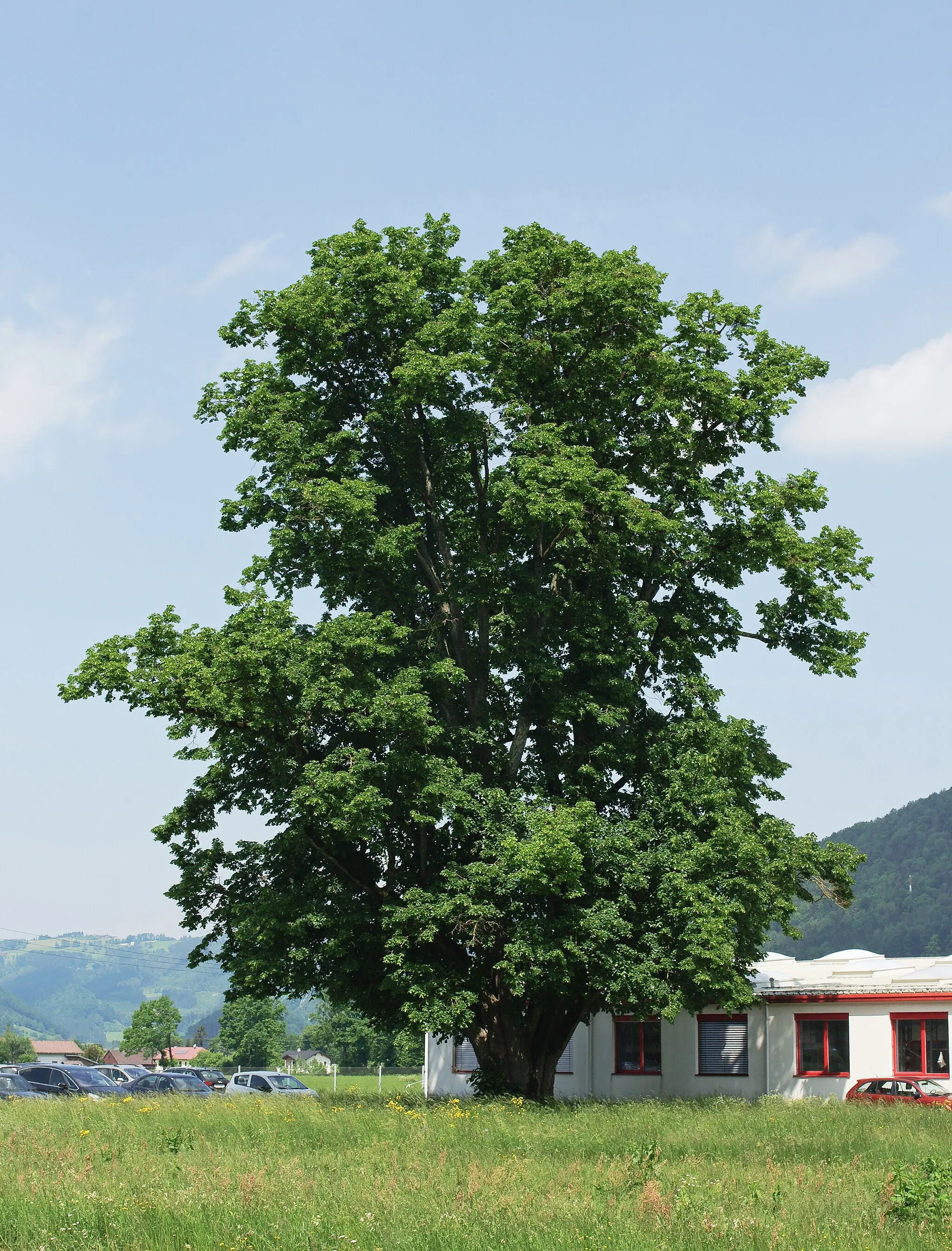 Photo showing: This media shows the natural monument in Upper Austria  with the ID nd497.