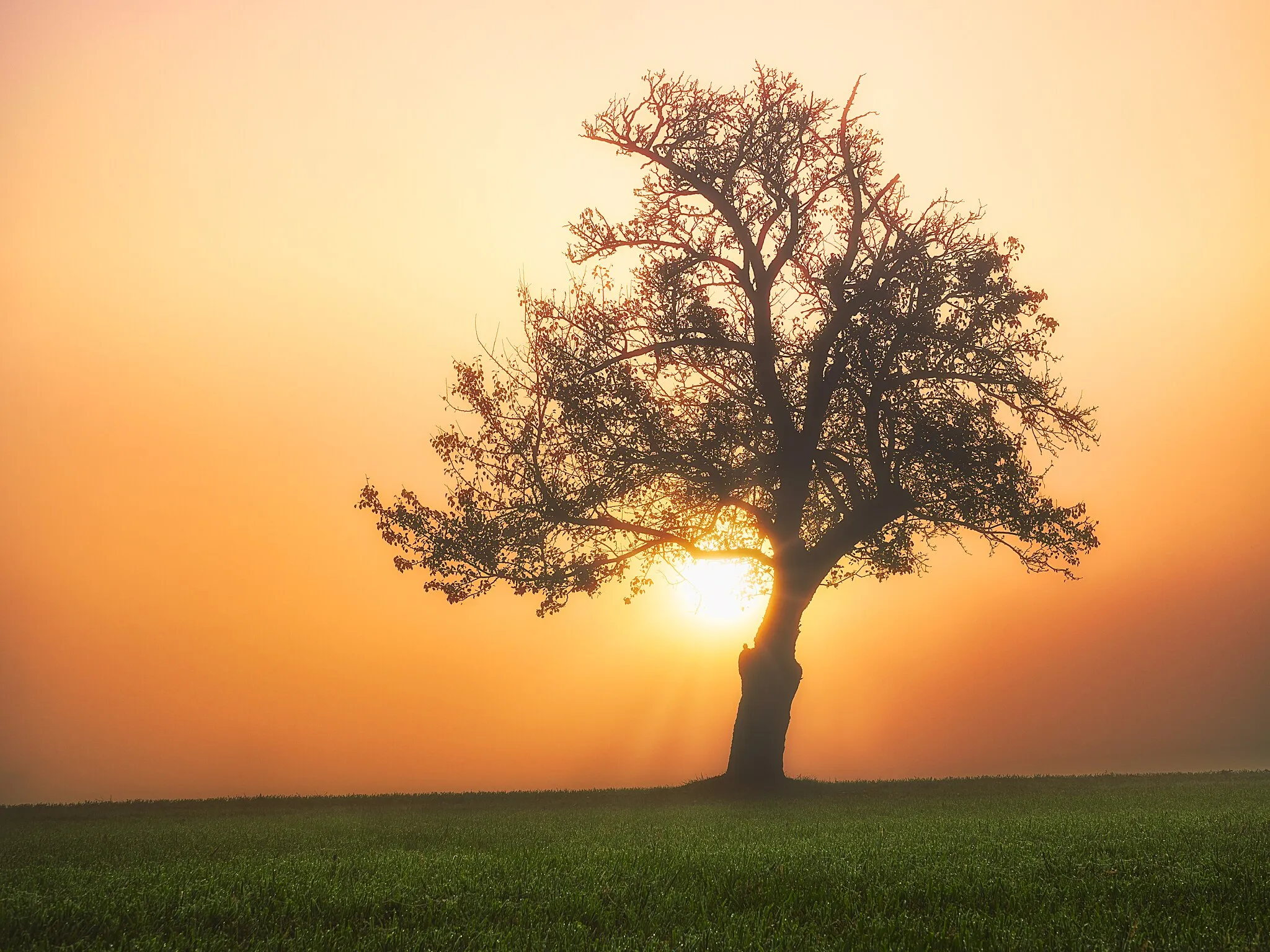 Photo showing: The sun —
a tree, ..some grass
and me.

sun #morningsun #fog #tree #life #mist #silhouette