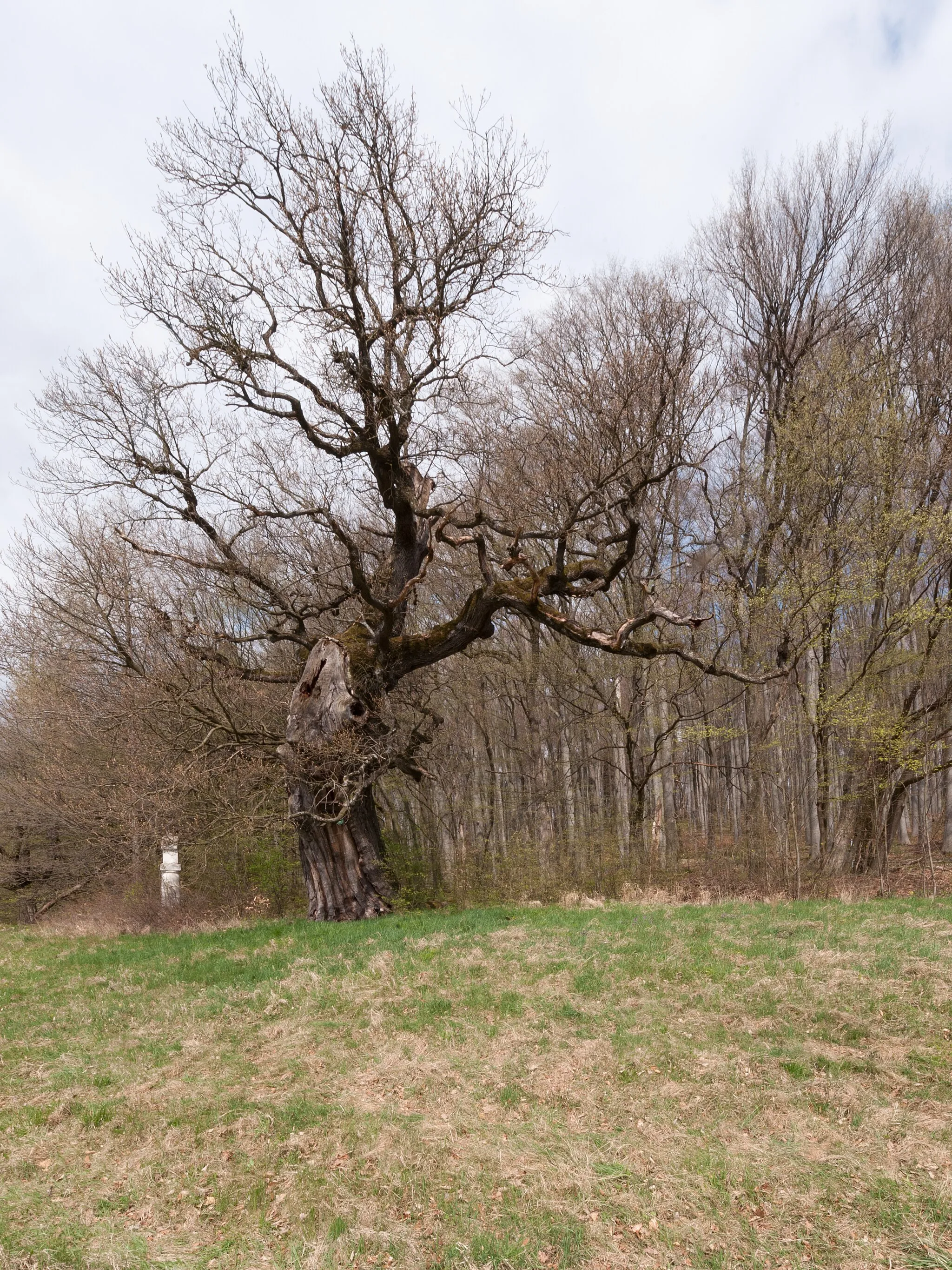 Photo showing: This media shows the natural monument in Lower Austria  with the ID TU-007.