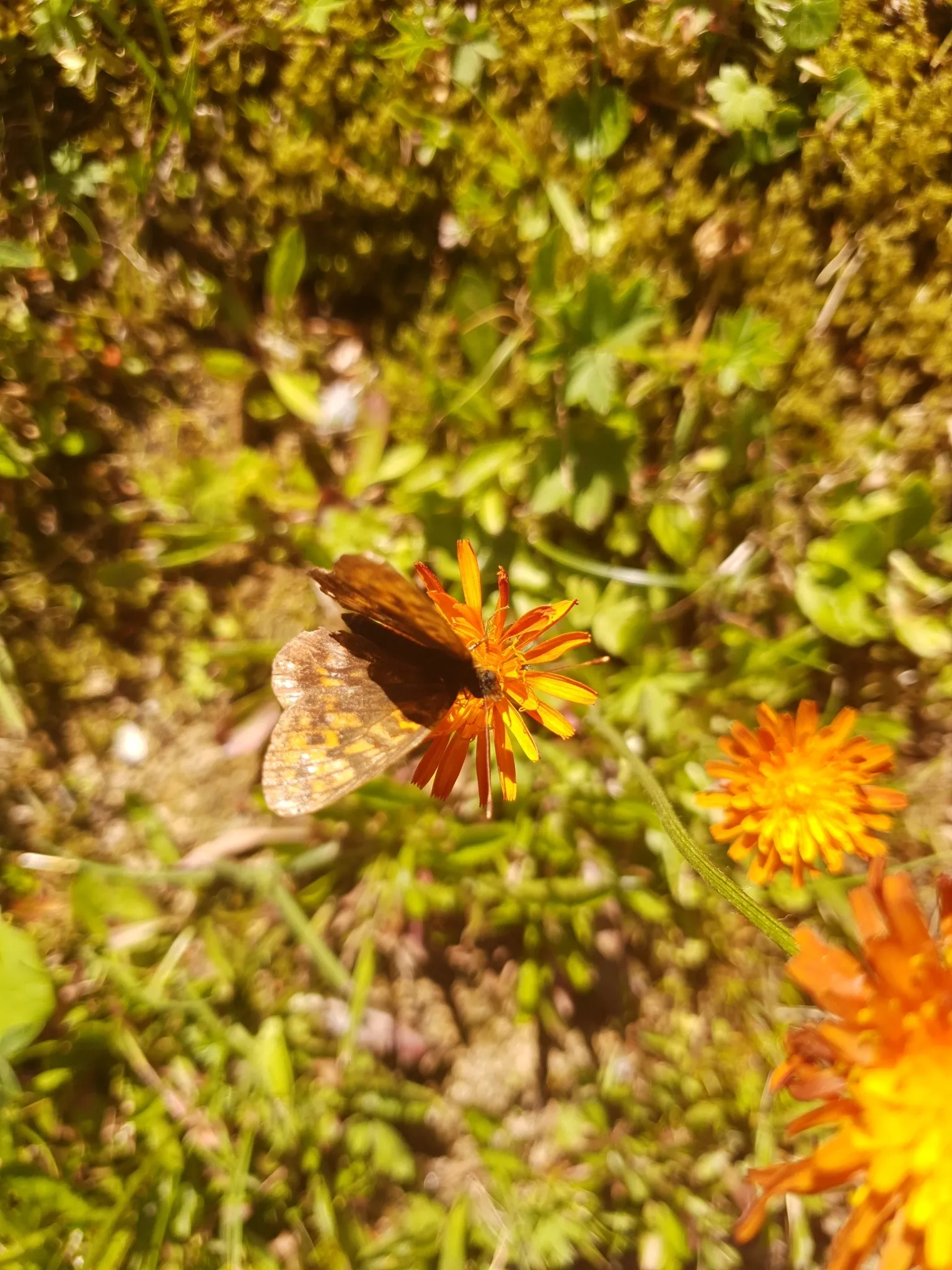 Photo showing: Thor's Fritillary (Boloria thore)