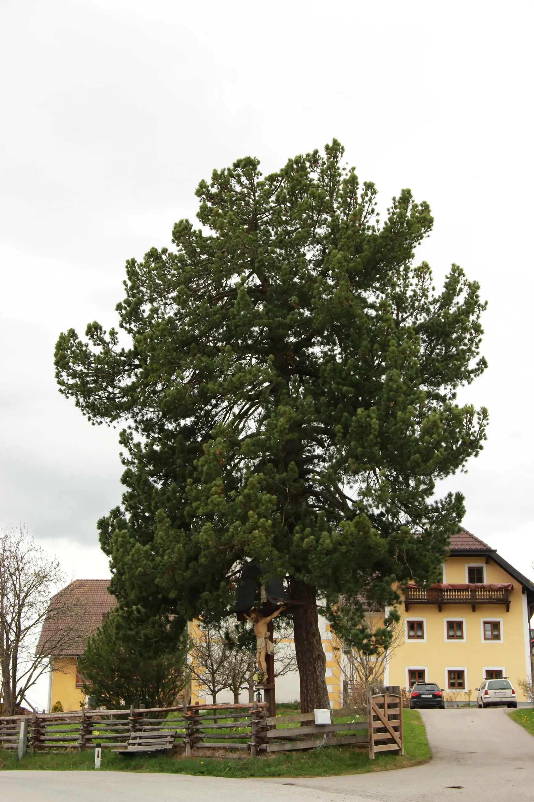 Photo showing: This media shows the natural monument in Salzburg  with the ID NDM00103.