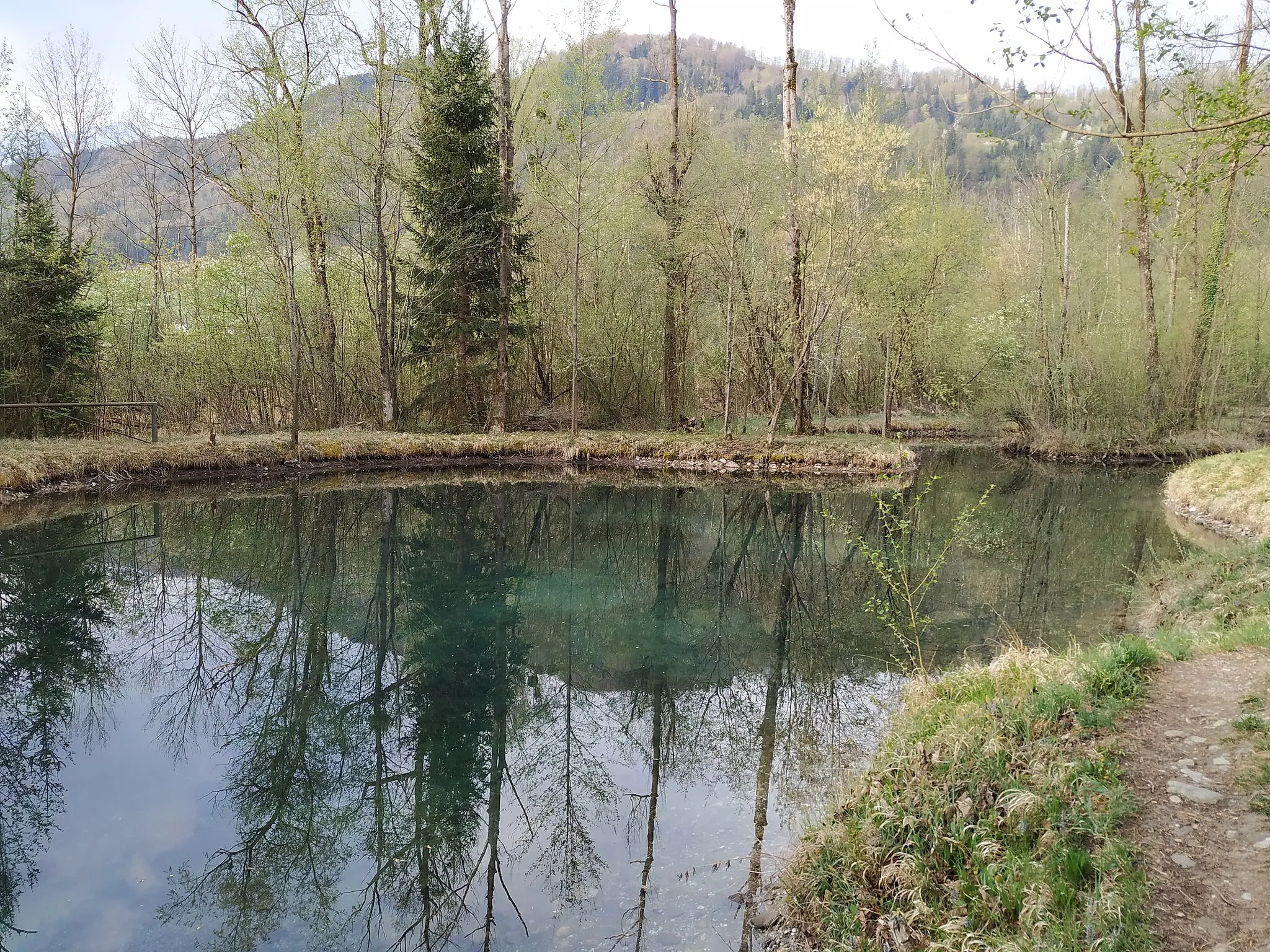 Photo showing: Biotop im Biotopverbund am Gamper Salzachufer