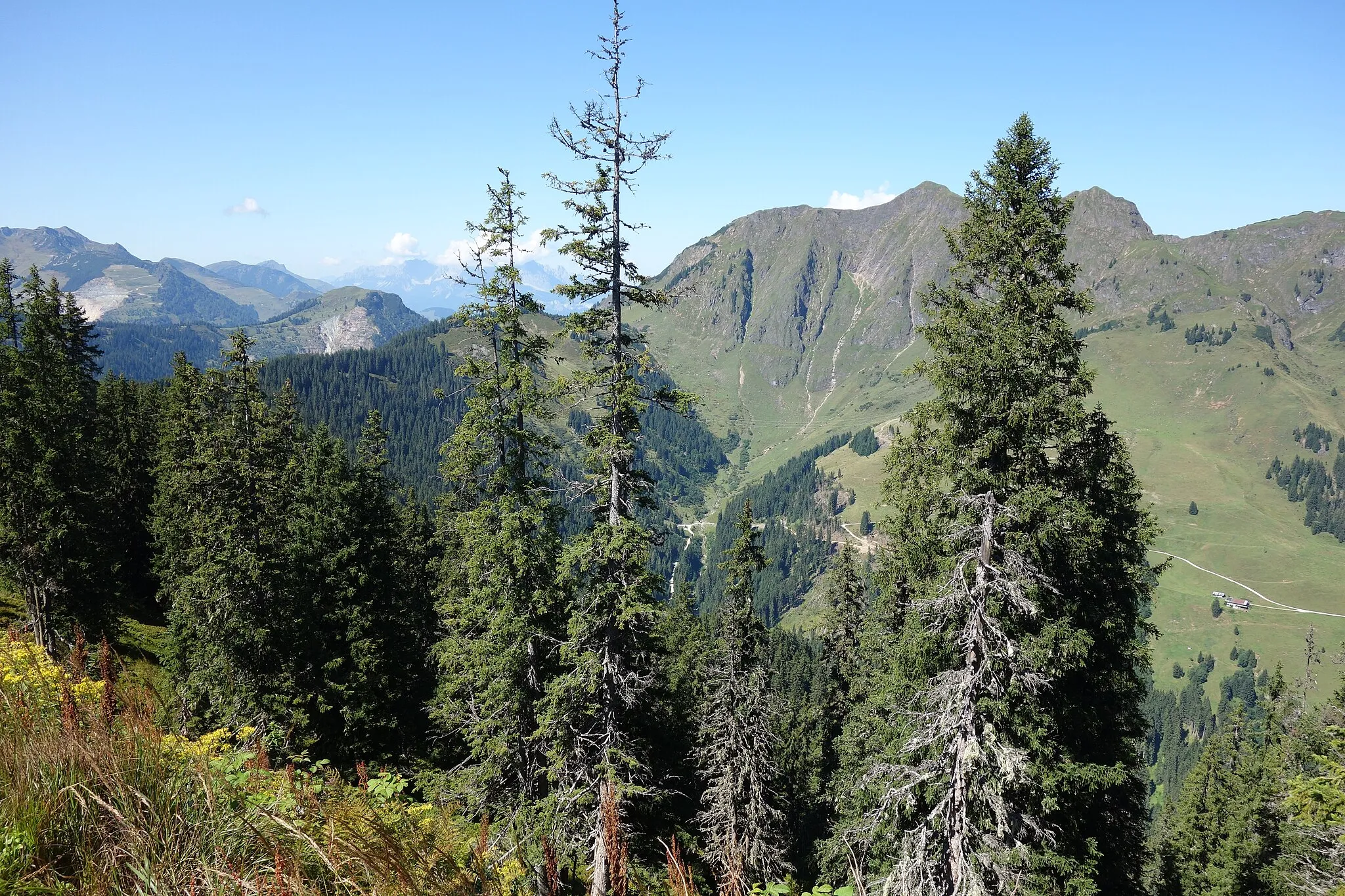 Photo showing: Der Kohlmaiskopf ist ein Berggipfel (1 794 m ü. A.) im nördlichen Bereich der Grauwackenzone im Pinzgau. Der Gipfel befindet sich im Norden von Saalbach im Glemmtal, wenige Meter südlich der Gemeindegrenze zu Leogang im Bereich der Ortschaft Hütten. Erschlossen ist er mit Aufstiegshilfen (Kohlmaisbahn) von Saalbach, die zum Skicircus Saalbach-Hinterglemm-Leogang gehören.