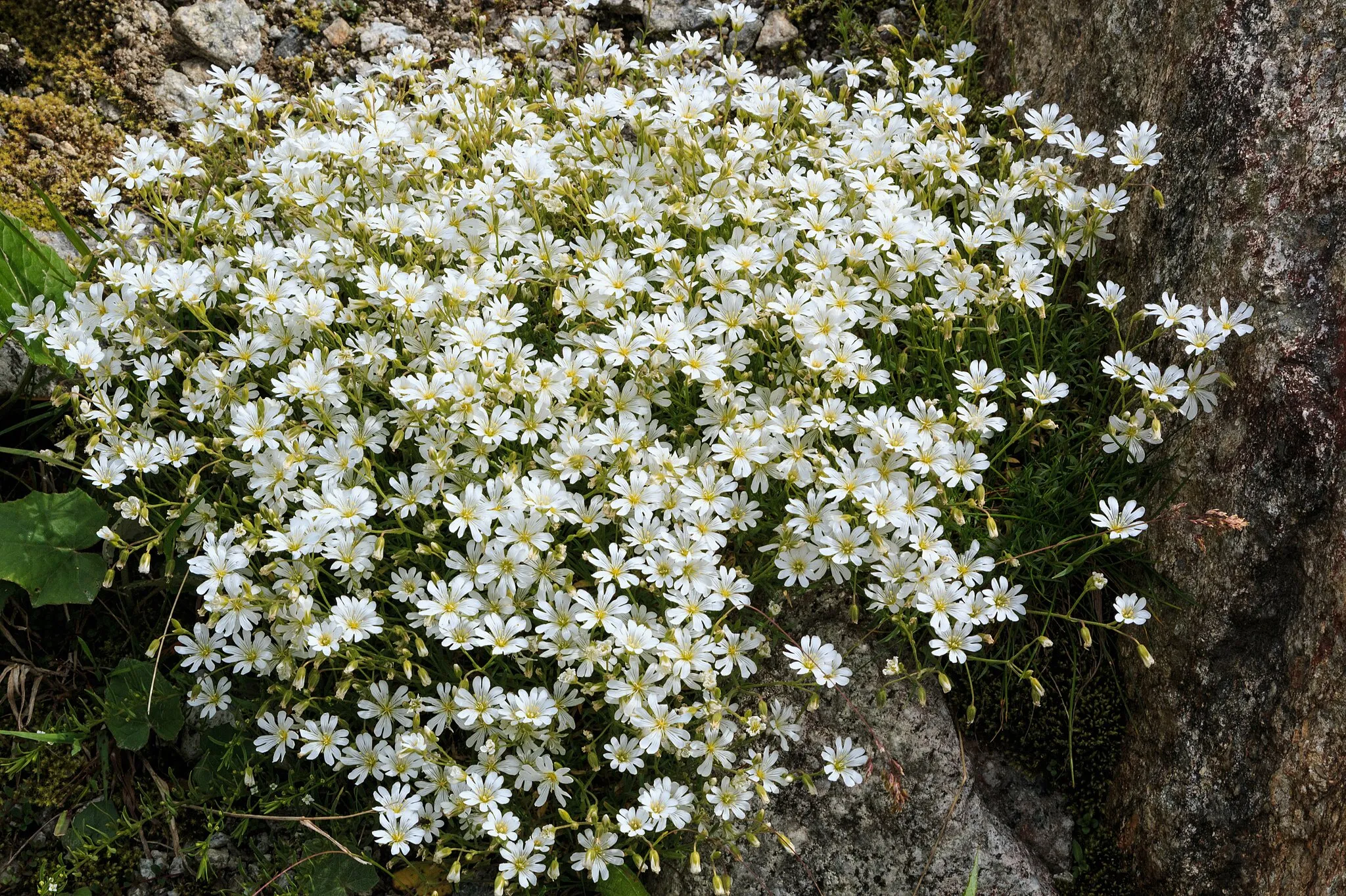 Photo showing: Plants from the Krimml Falls