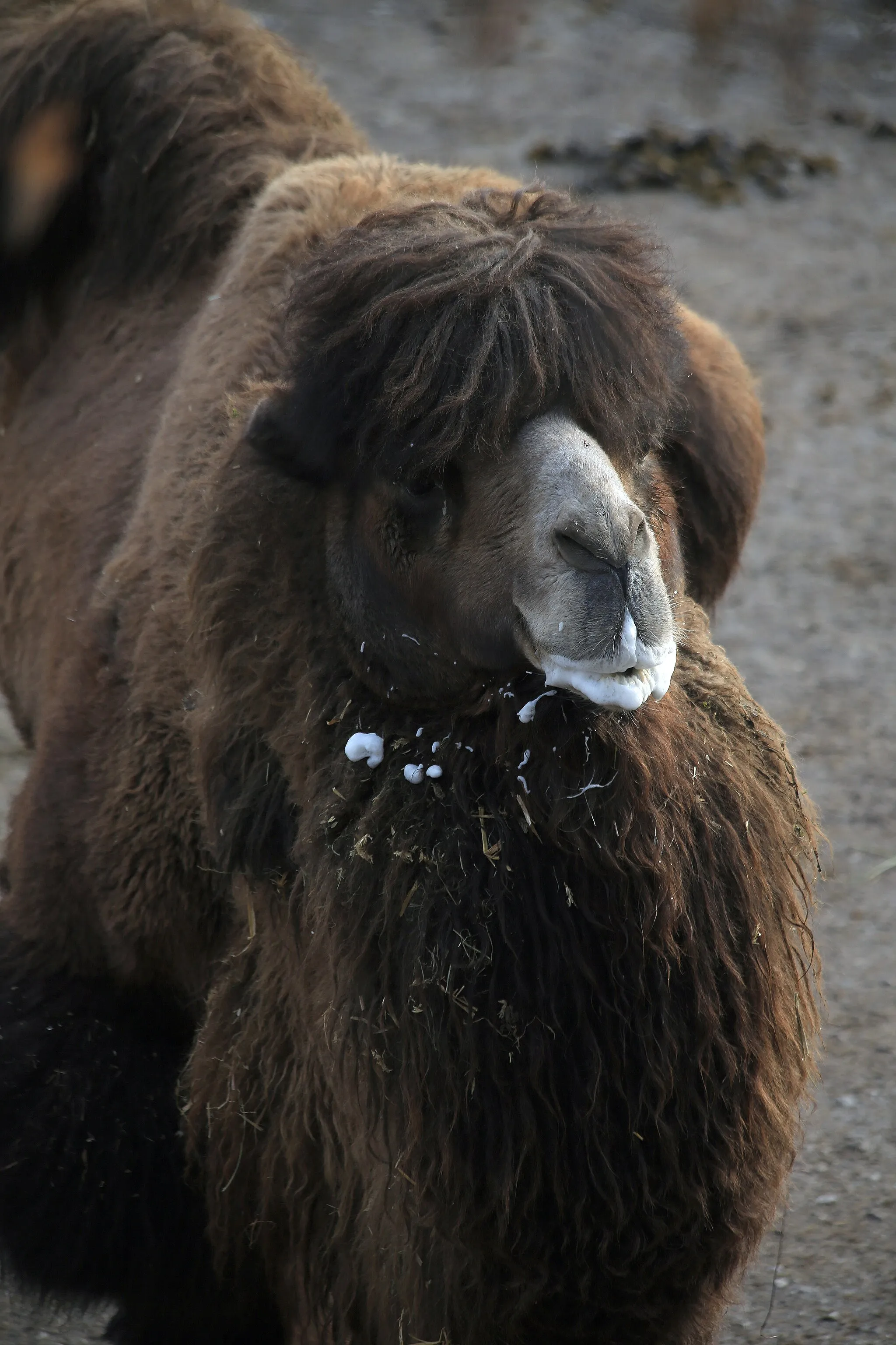 Photo showing: Bactrian camel (Camelus ferus) in Salzburg Zoo (Salzburg, Austria).
