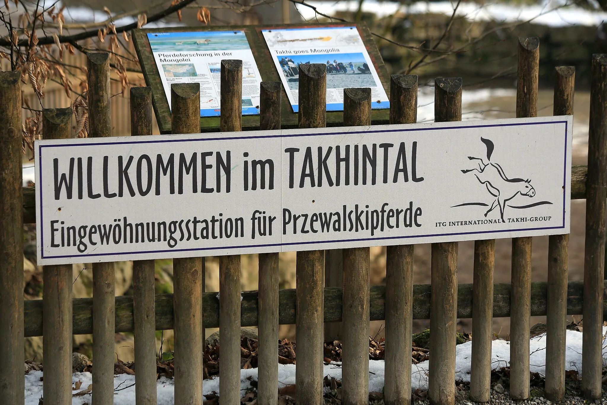 Photo showing: International Takhi Group at Salzburg Zoo (Salzburg, Austria).
