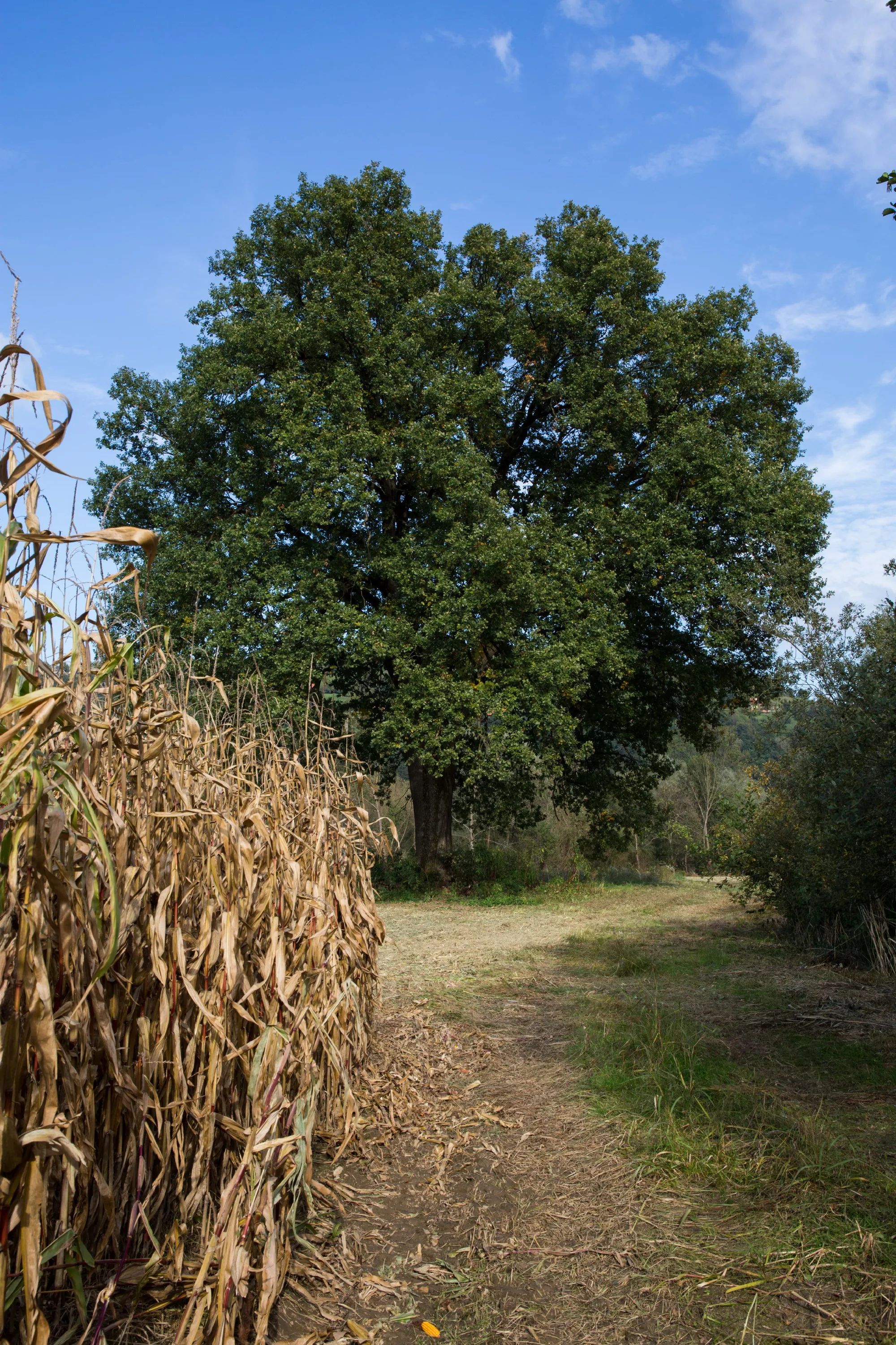 Photo showing: This media shows the natural monument in Styria  with the ID 862.