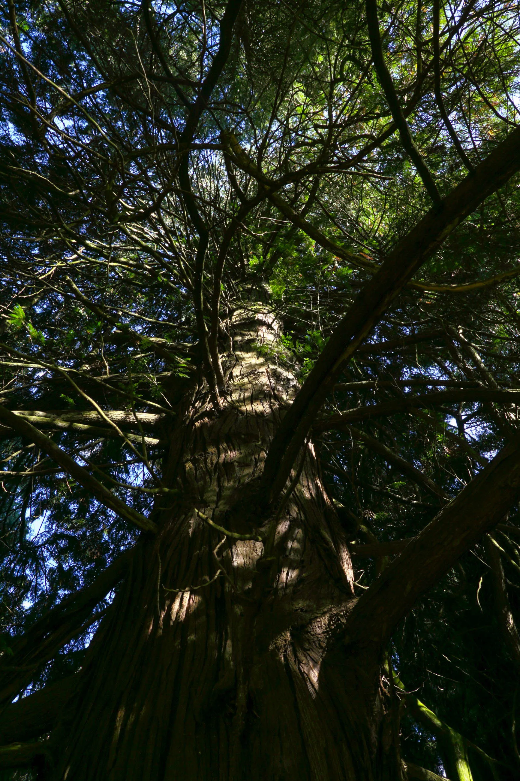 Photo showing: This media shows the natural monument in Styria  with the ID 617.