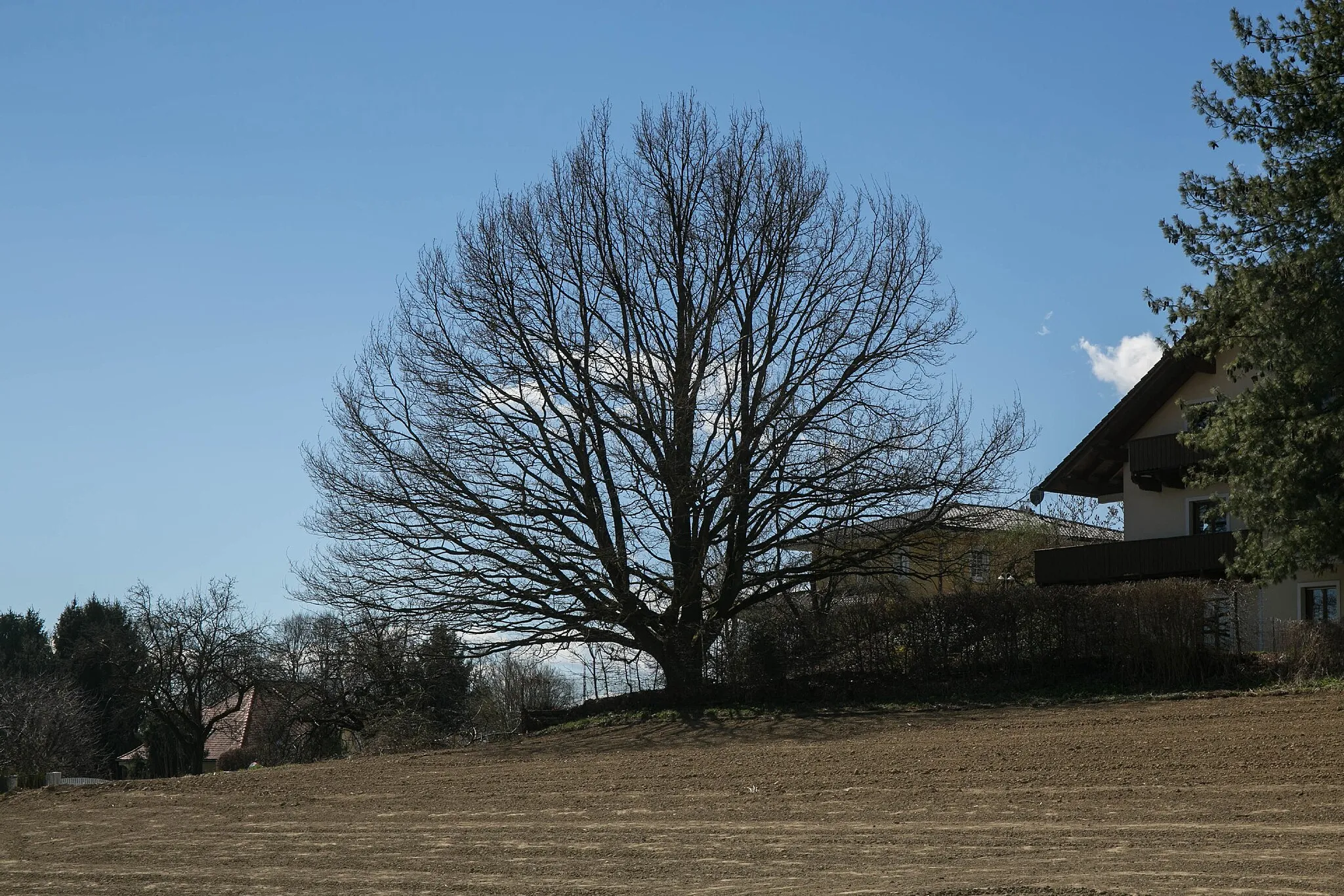 Photo showing: This media shows the natural monument in Styria  with the ID 1330.