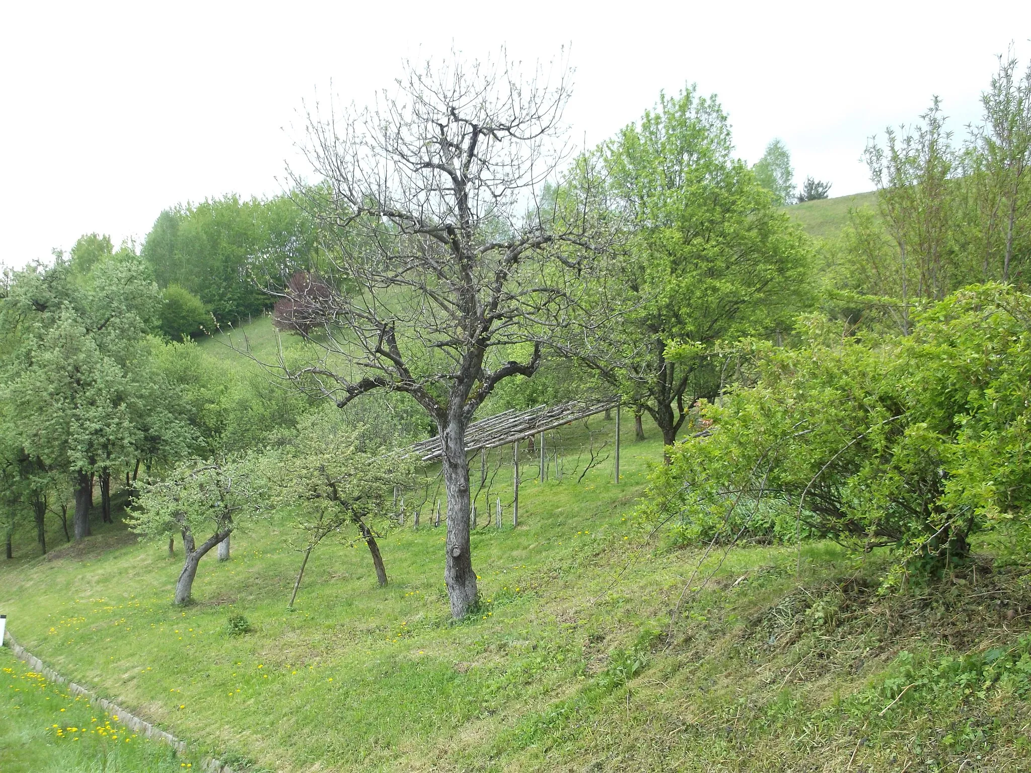Photo showing: Orchard in Trdkova, Kuzma municipality, Prekmurje (Slovenia)