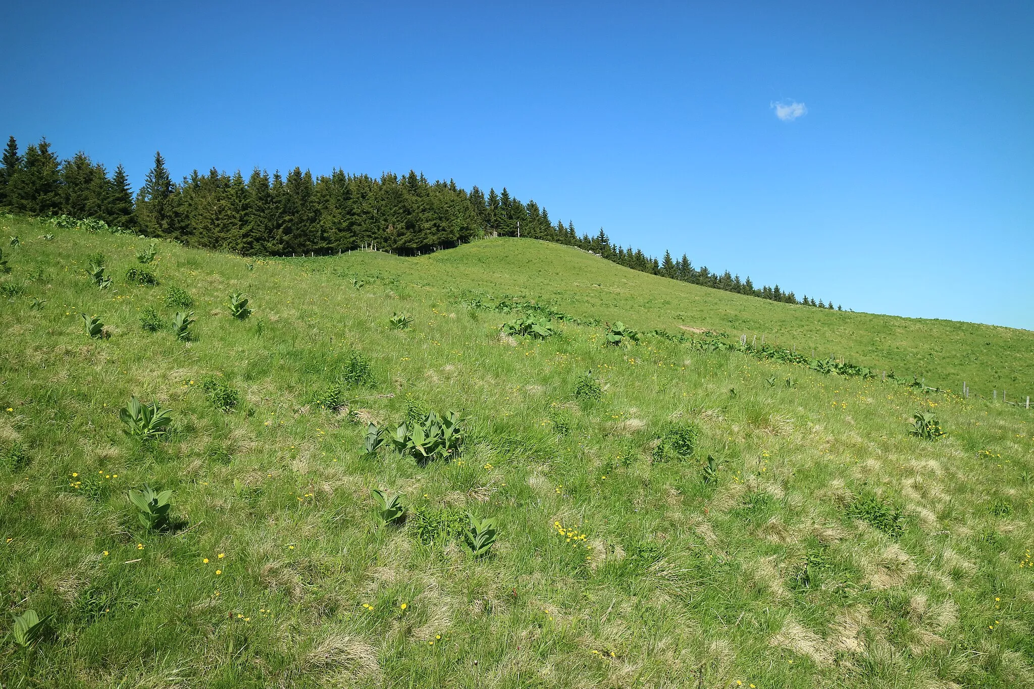 Photo showing: Gipfelwiese am Heulantsch, Grazer Bergland, Steiermark