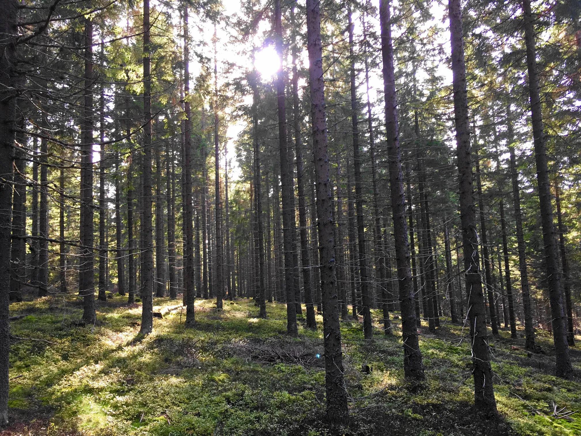 Photo showing: Light-flooded spruce forest, Carinthia, Austria, European Union