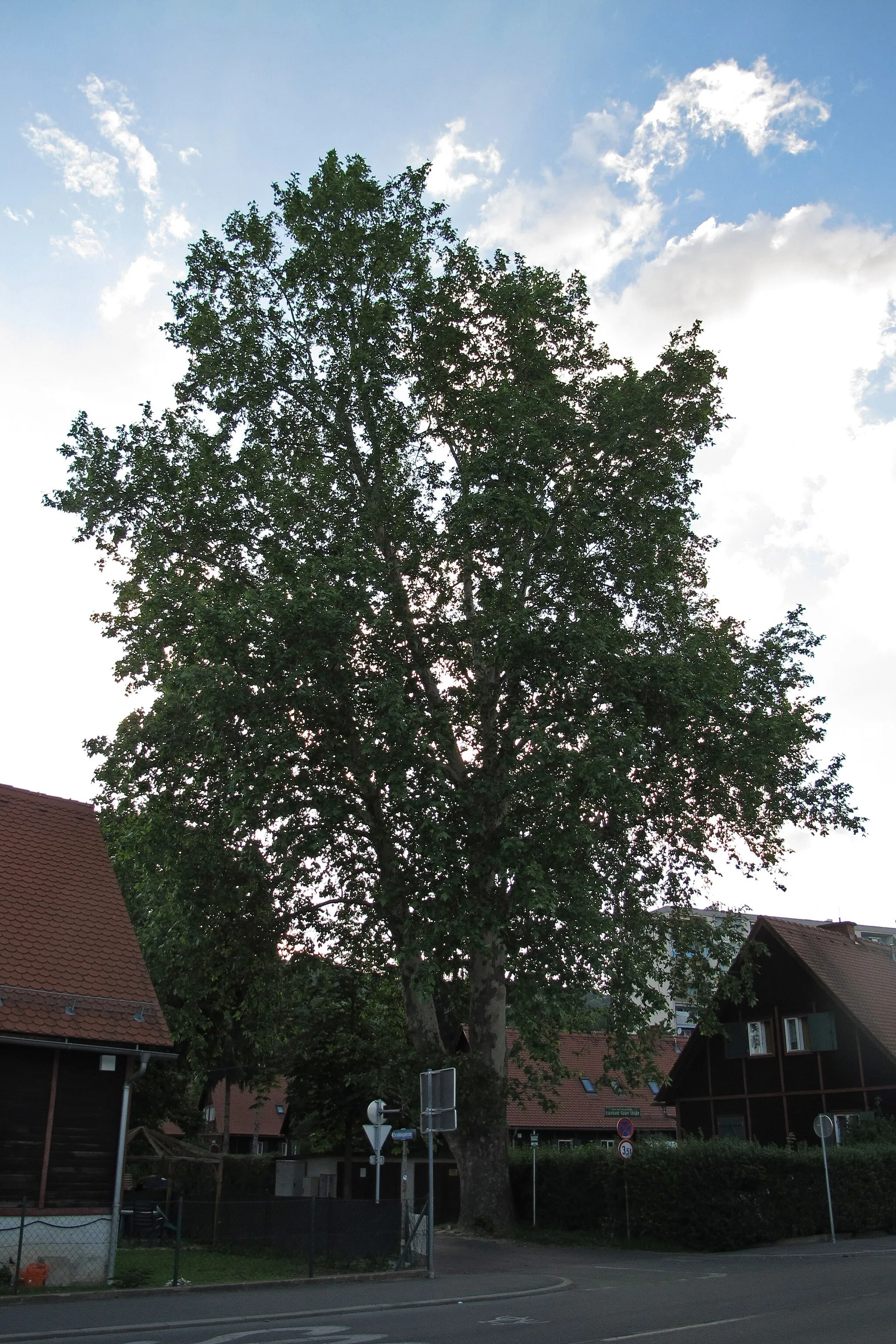 Photo showing: This media shows the natural monument in Styria  with the ID 1326.