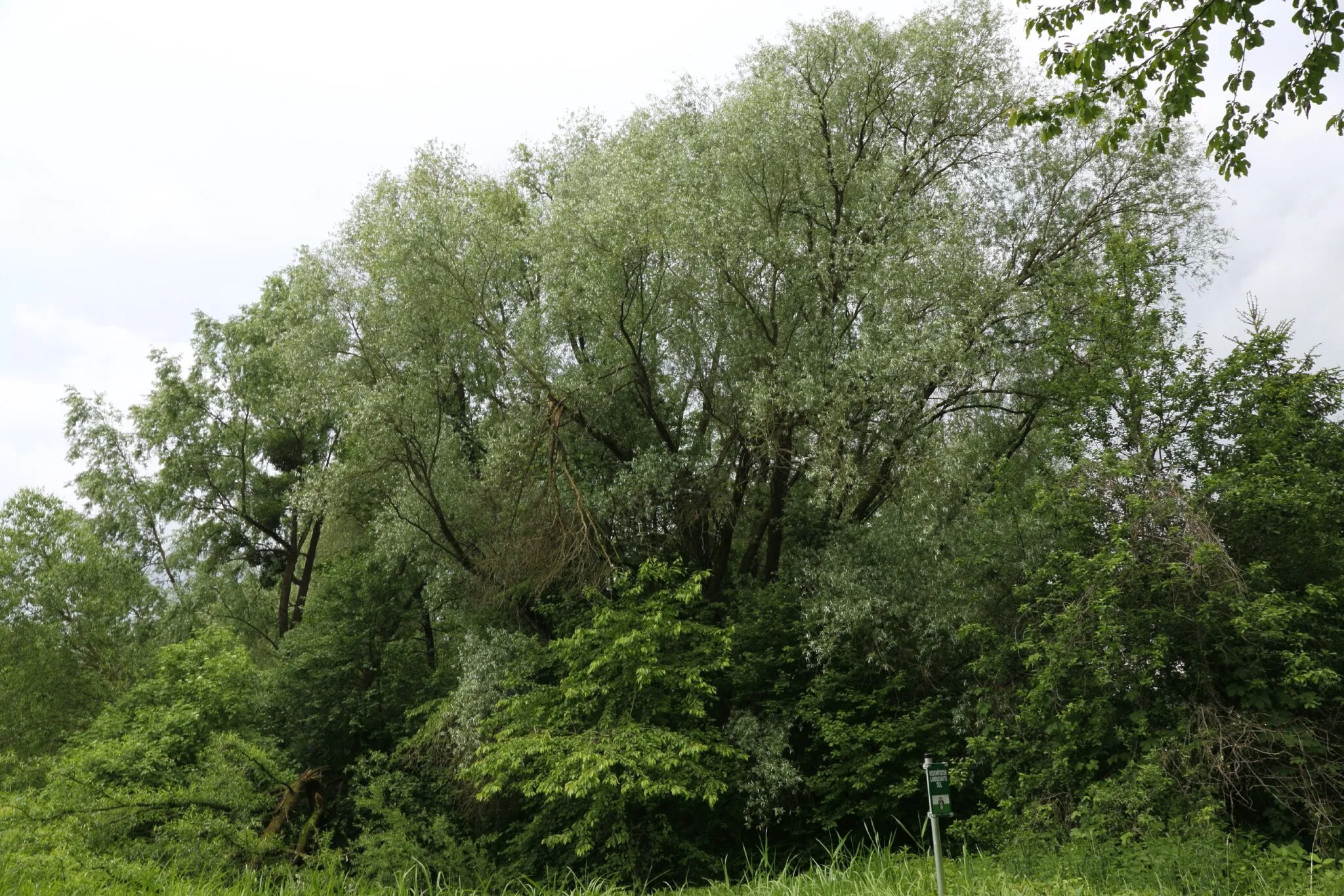 Photo showing: This media shows the Geschützter Landschaftsteil in Styria  with the ID GLT_0304.