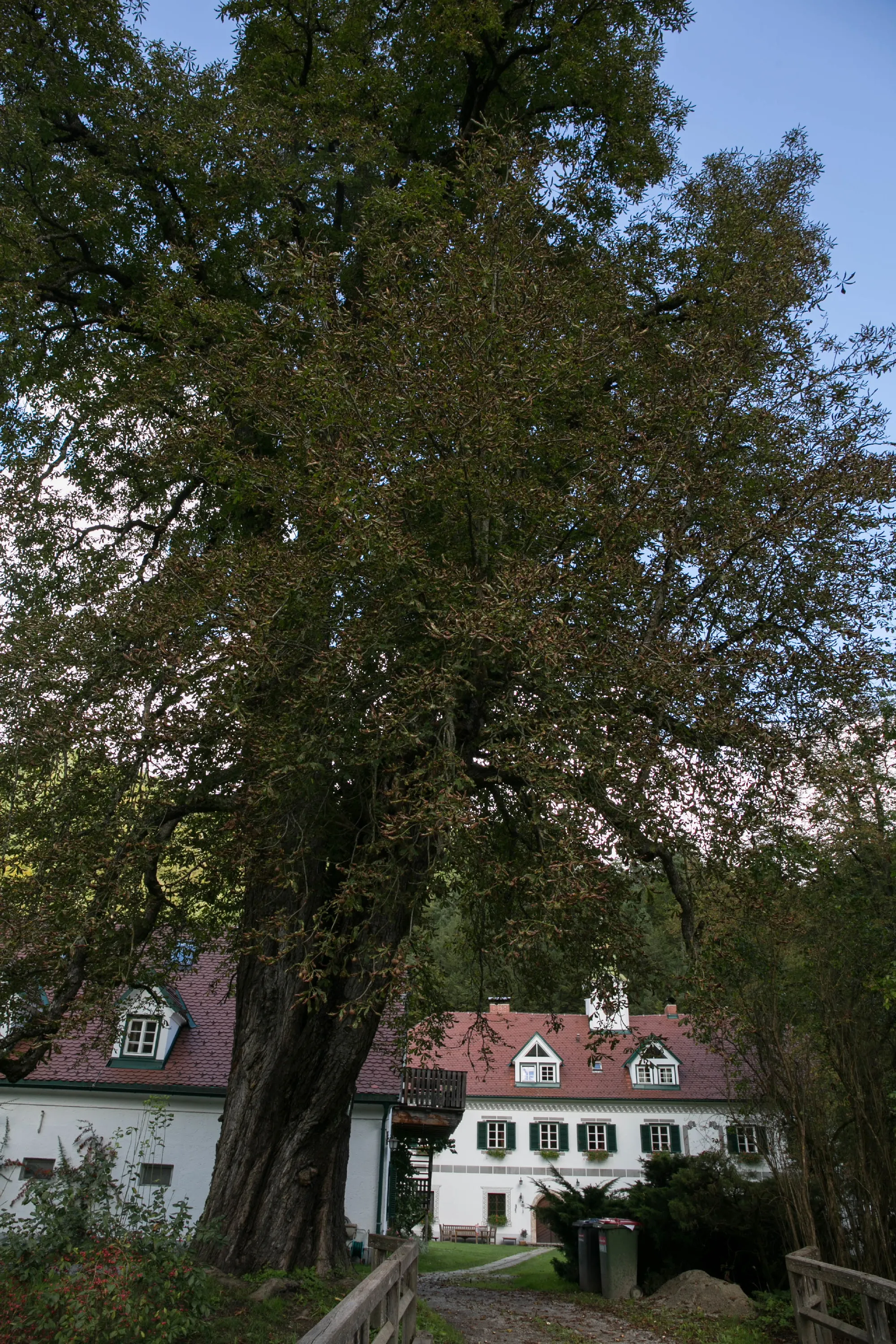 Photo showing: This media shows the natural monument in Styria  with the ID 650.