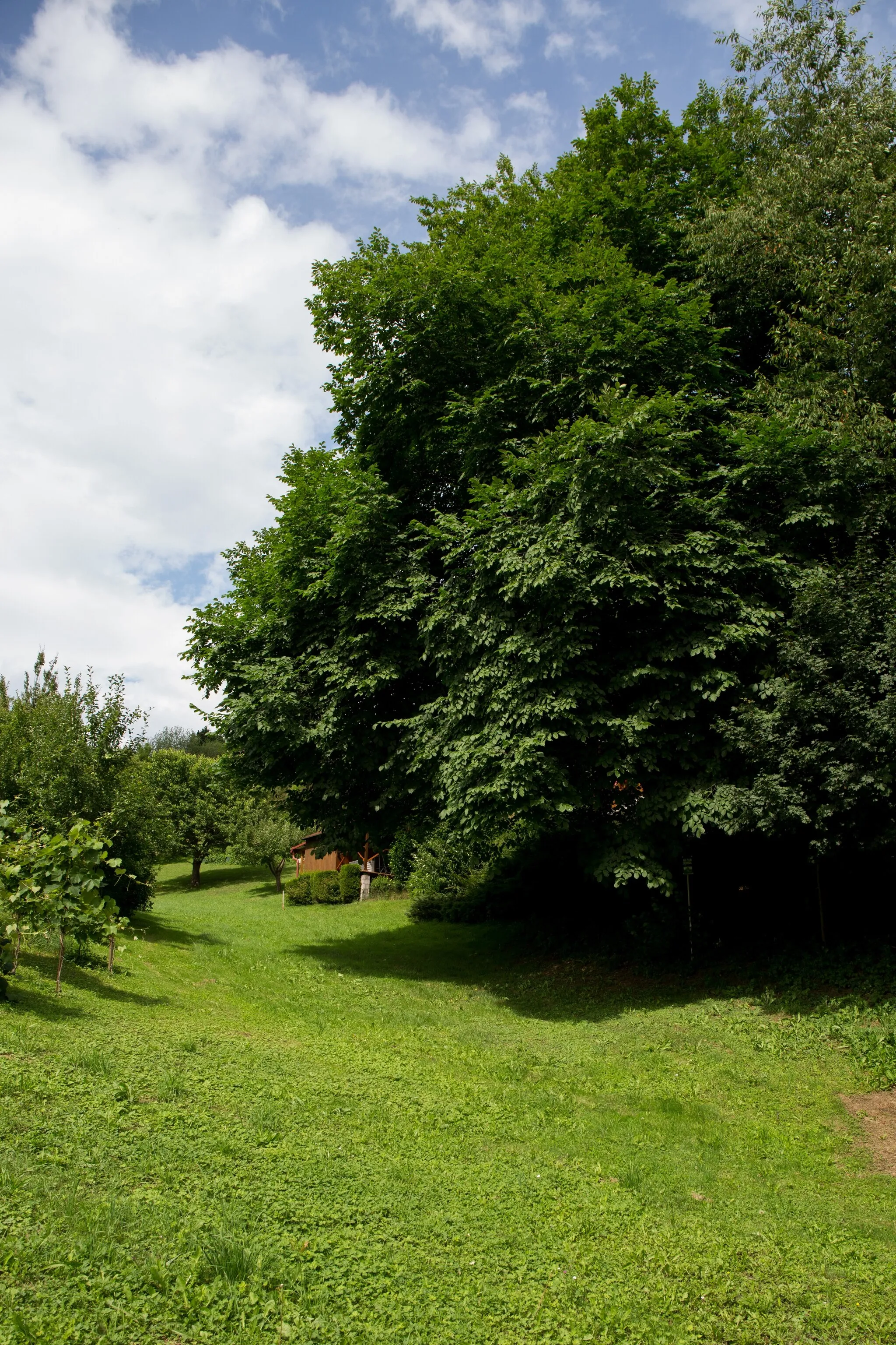 Photo showing: This media shows the natural monument in Styria  with the ID 253747.