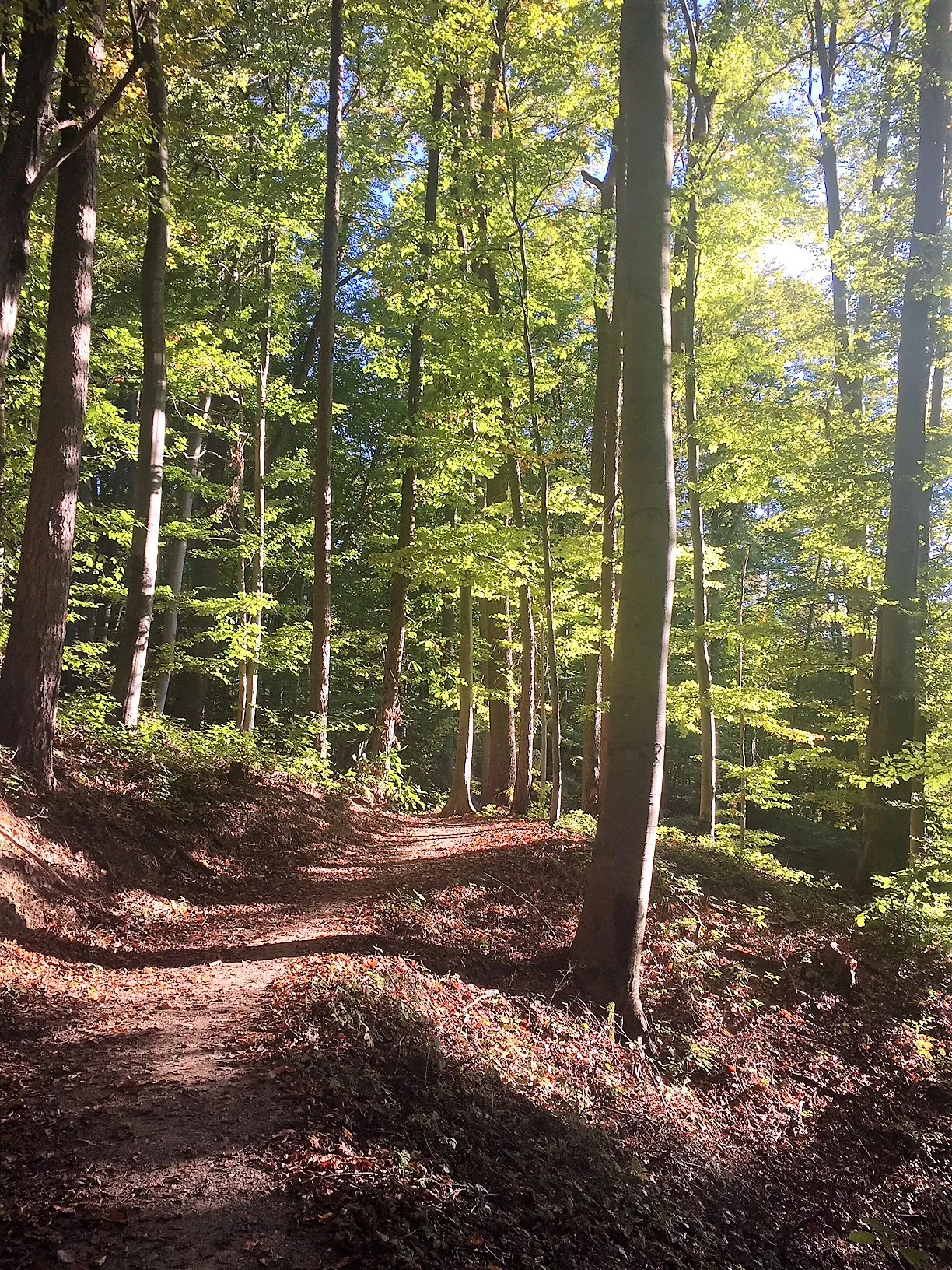 Photo showing: Sebastian RELOADED® adventure trail through the woods surrounding Lassnitzhoehe