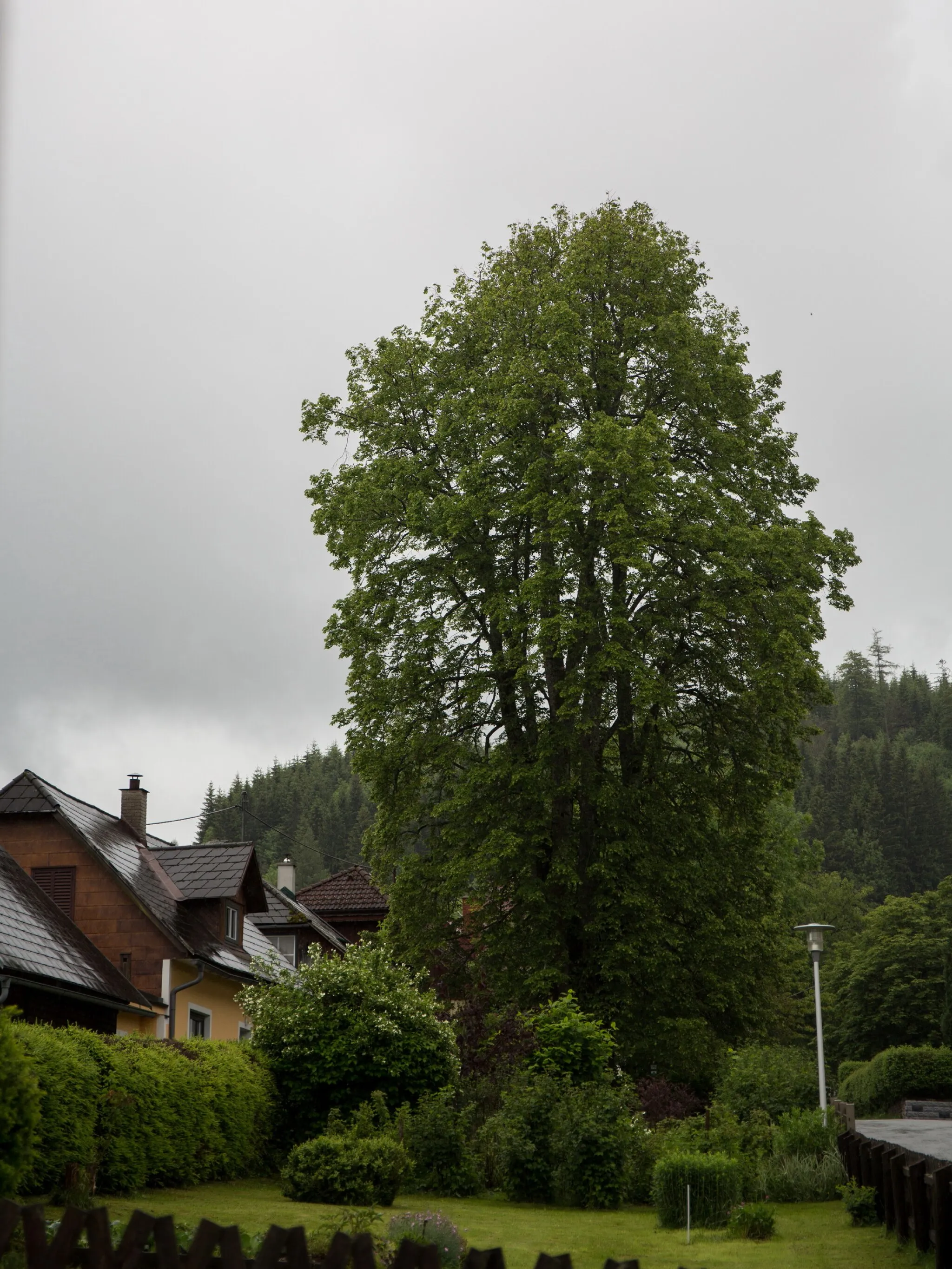 Photo showing: This media shows the natural monument in Styria  with the ID 1495.