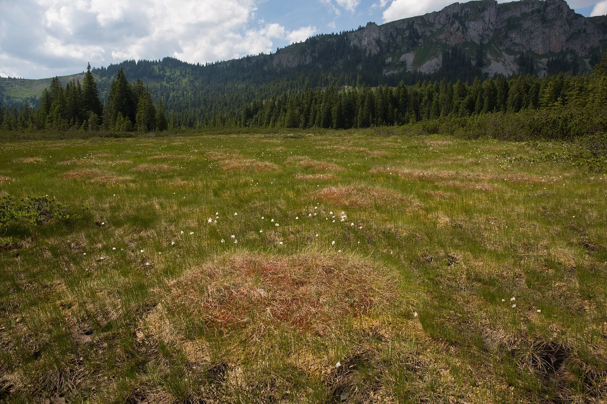 Photo showing: This media shows the nature reserve in Styria  with the ID NSG a 08.