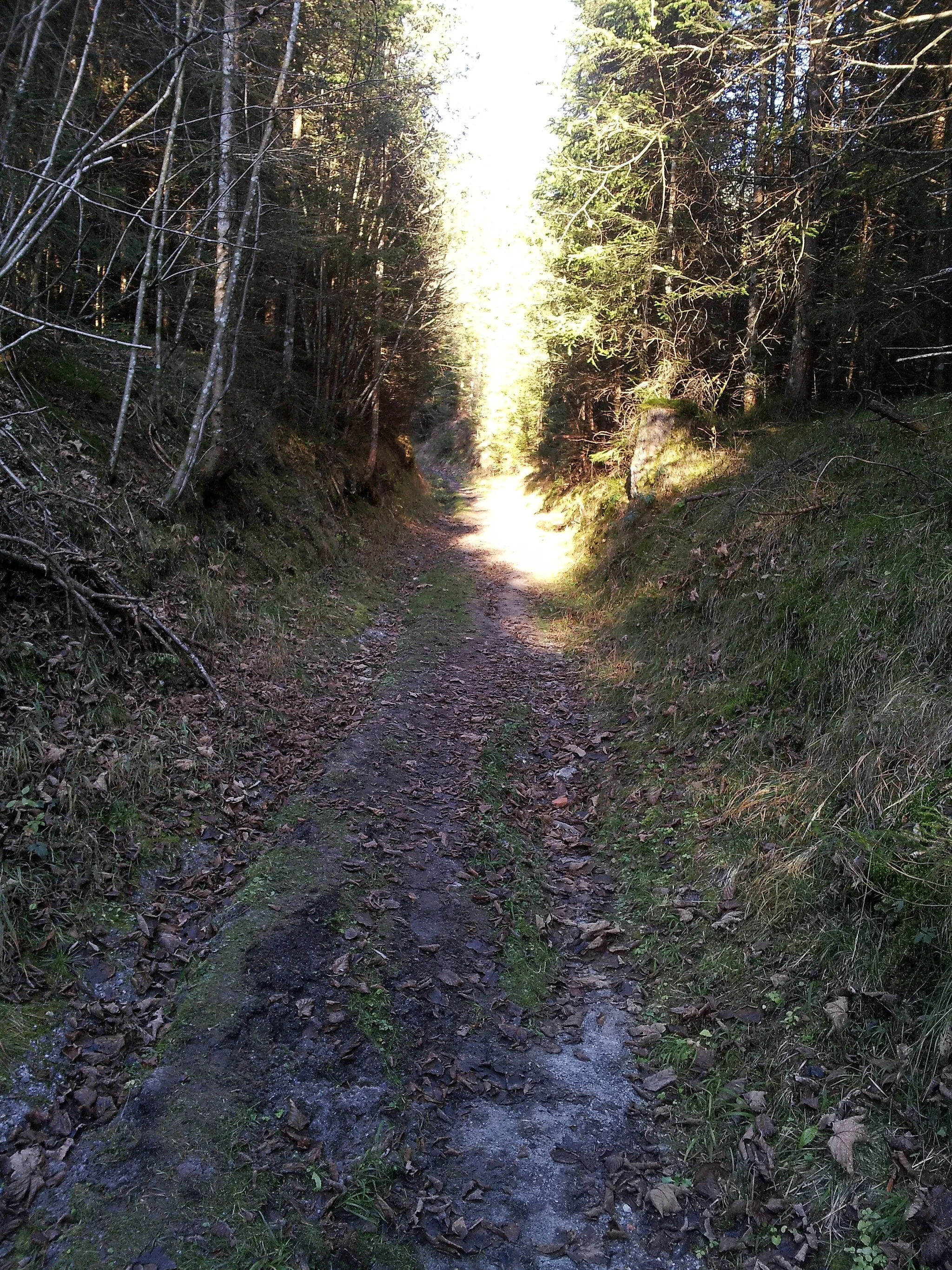 Photo showing: Waldweg bei Assach