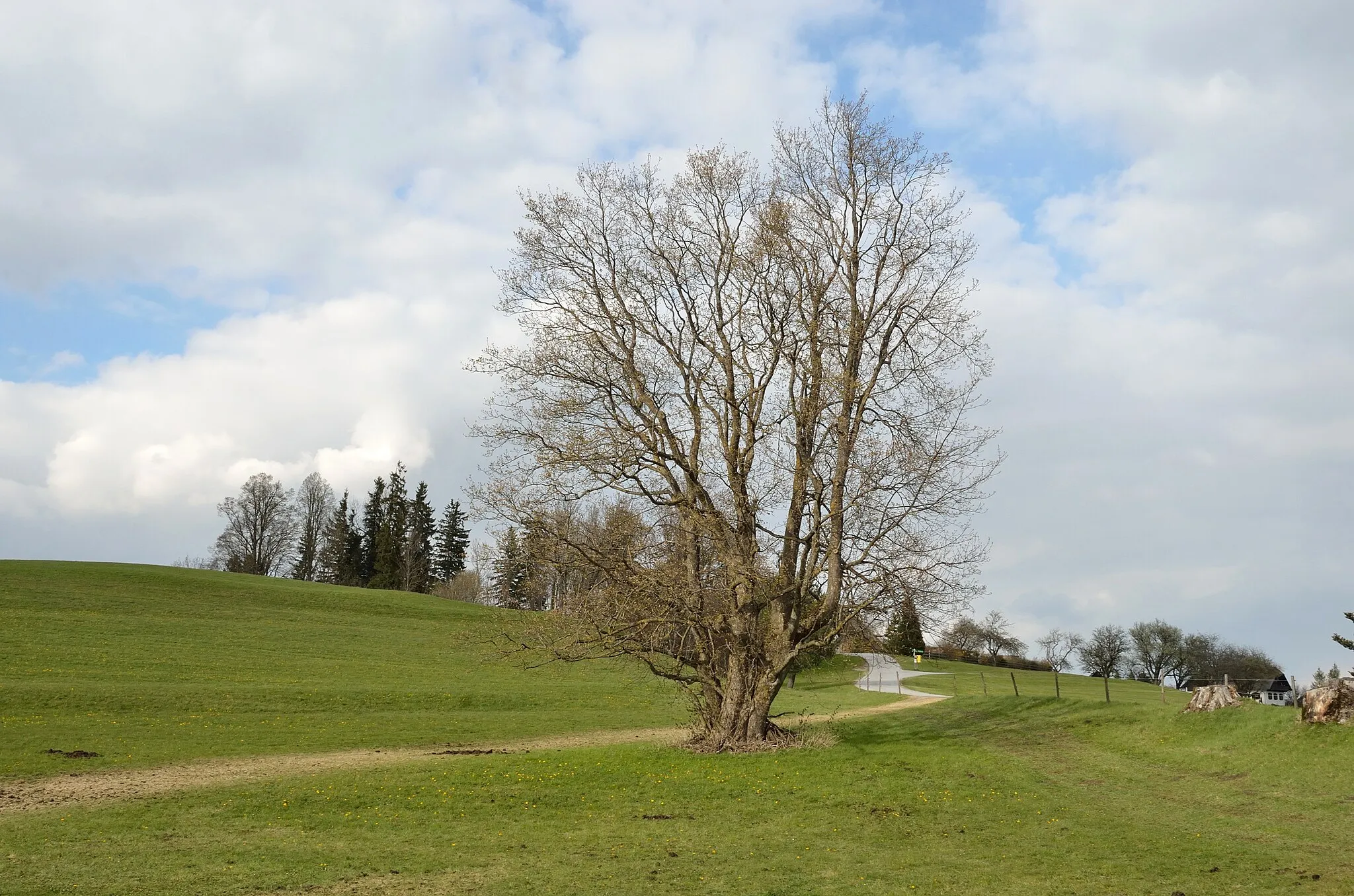 Photo showing: Der Rechberg ist ein Pass im Grazer Bergland in der Gemeinde Semriach in der Steiermark. Markanter Baum nördlich des Passes.