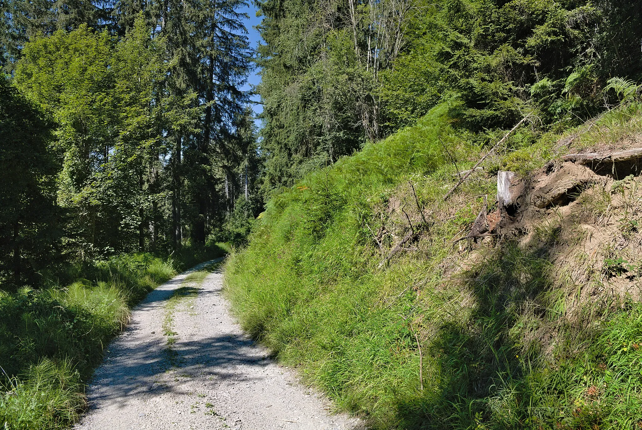 Photo showing: Track at the Wurbauerkogel in Rosenau am Hengstpaß.