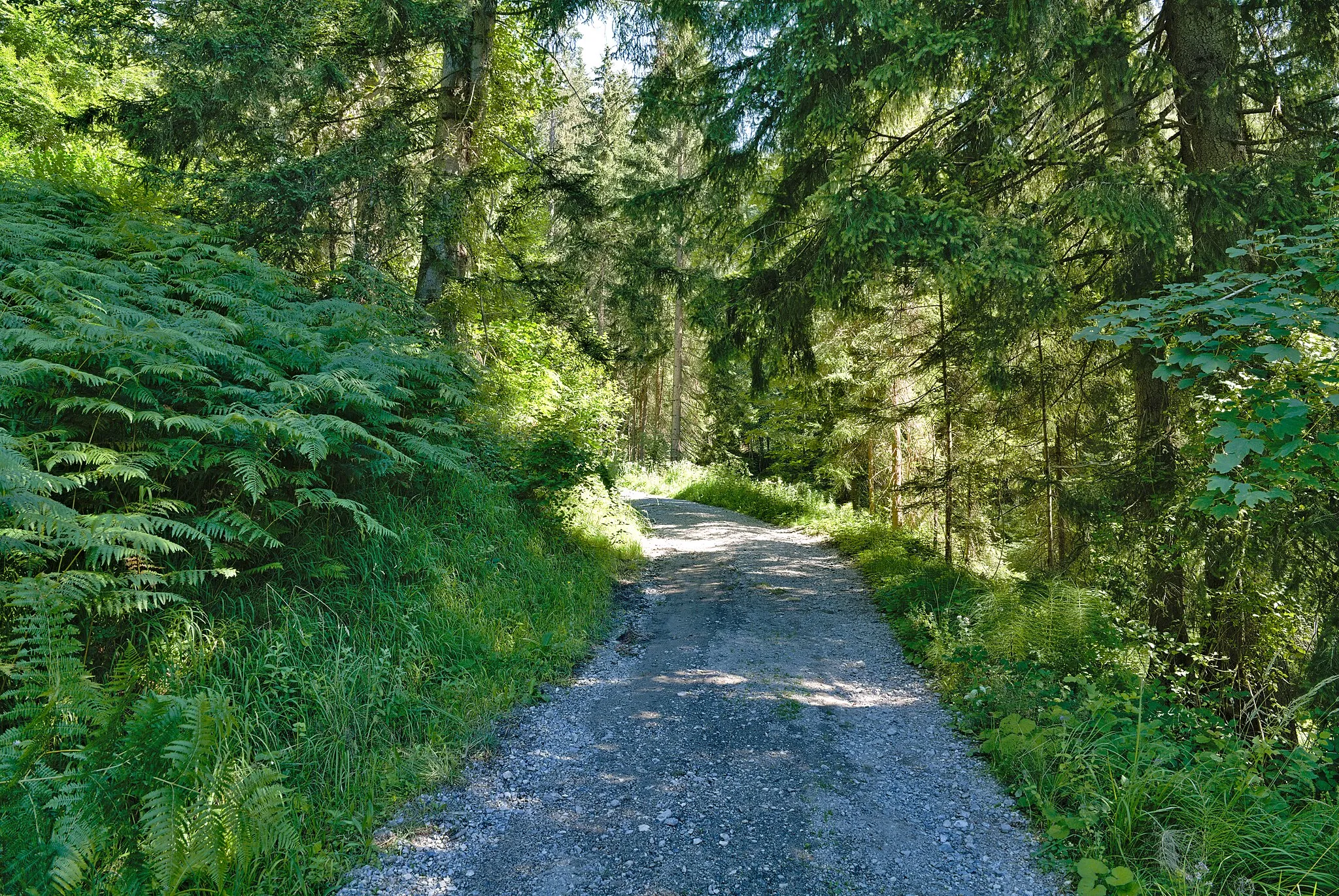 Photo showing: Track at the Wurbauerkogel in Rosenau am Hengstpaß.