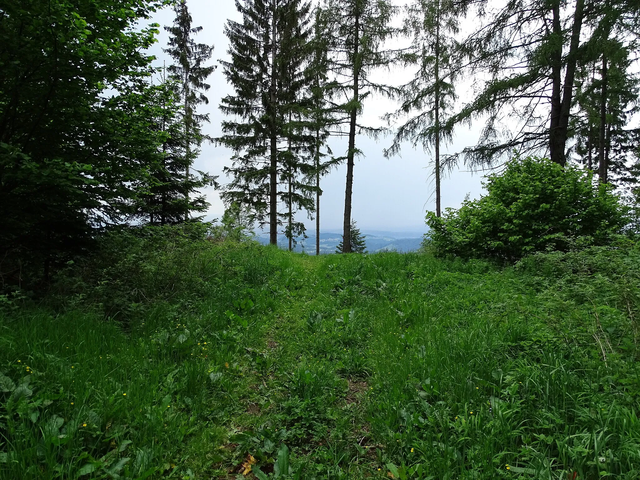 Photo showing: Blick auf das Gipfelareal des Pleschkogels. Der Pleschkogel hat kein Gipfelkreuz im eigentlichen Sinn. Etwa 500 Meter südwestlich des Gipfels befindet sich das Hans-Hermann-Kreuz.