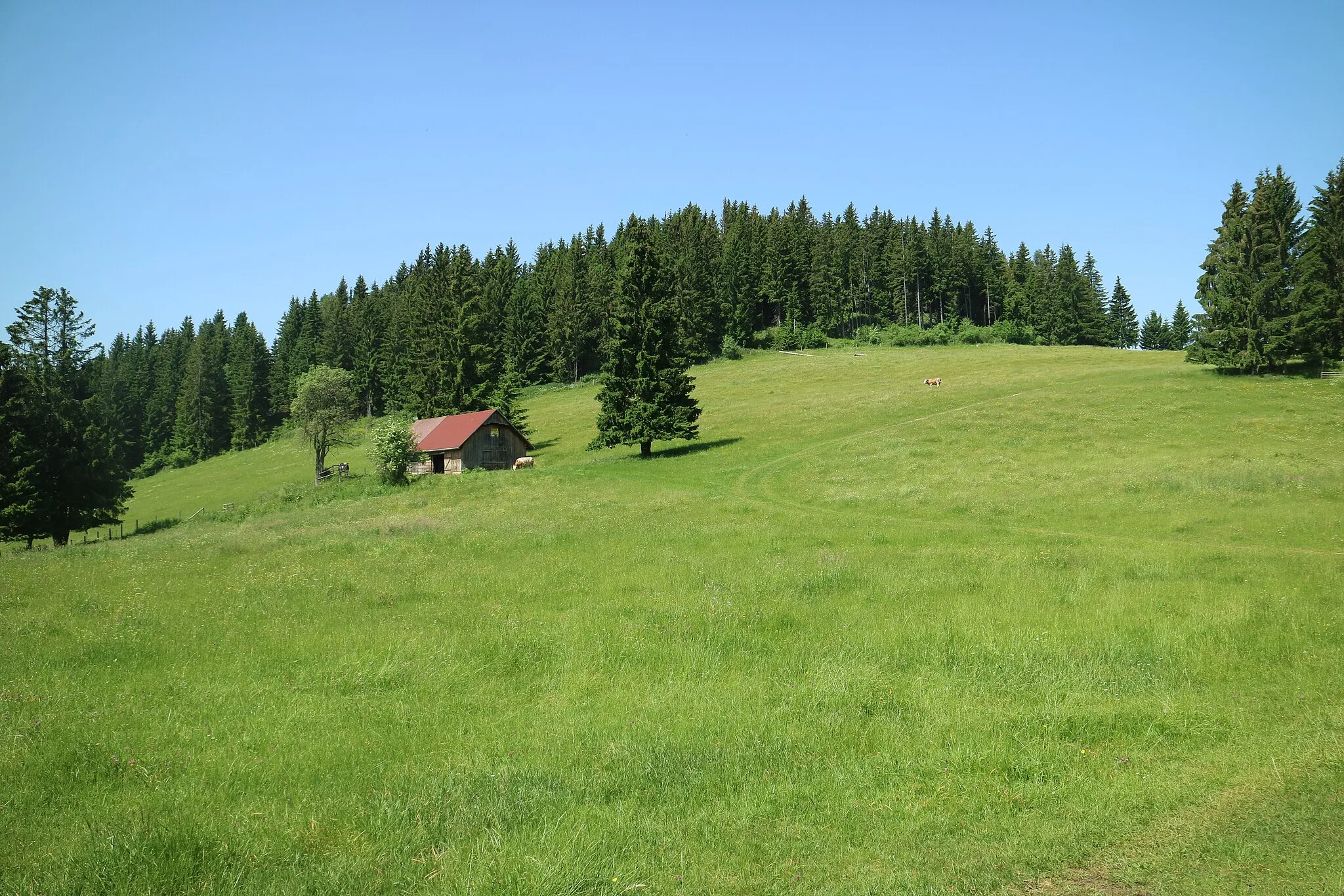 Photo showing: Kuhweide am Fragnerberg, Marktgemeinde Semriach (Steiermark)