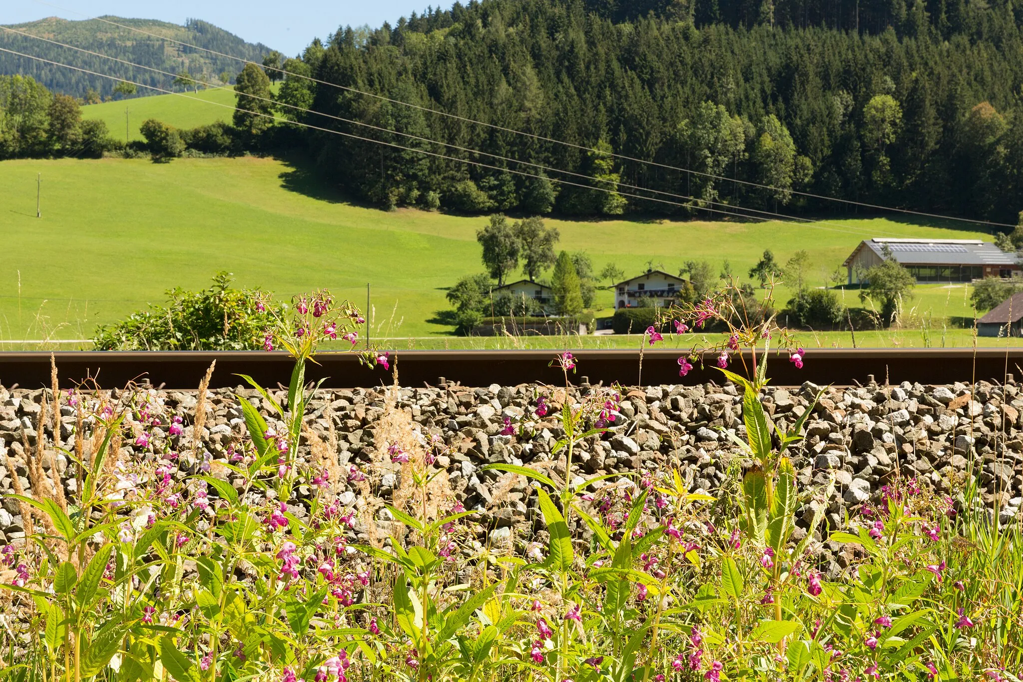 Photo showing: Impatiens glandulifera near Spital am Pyhrn.