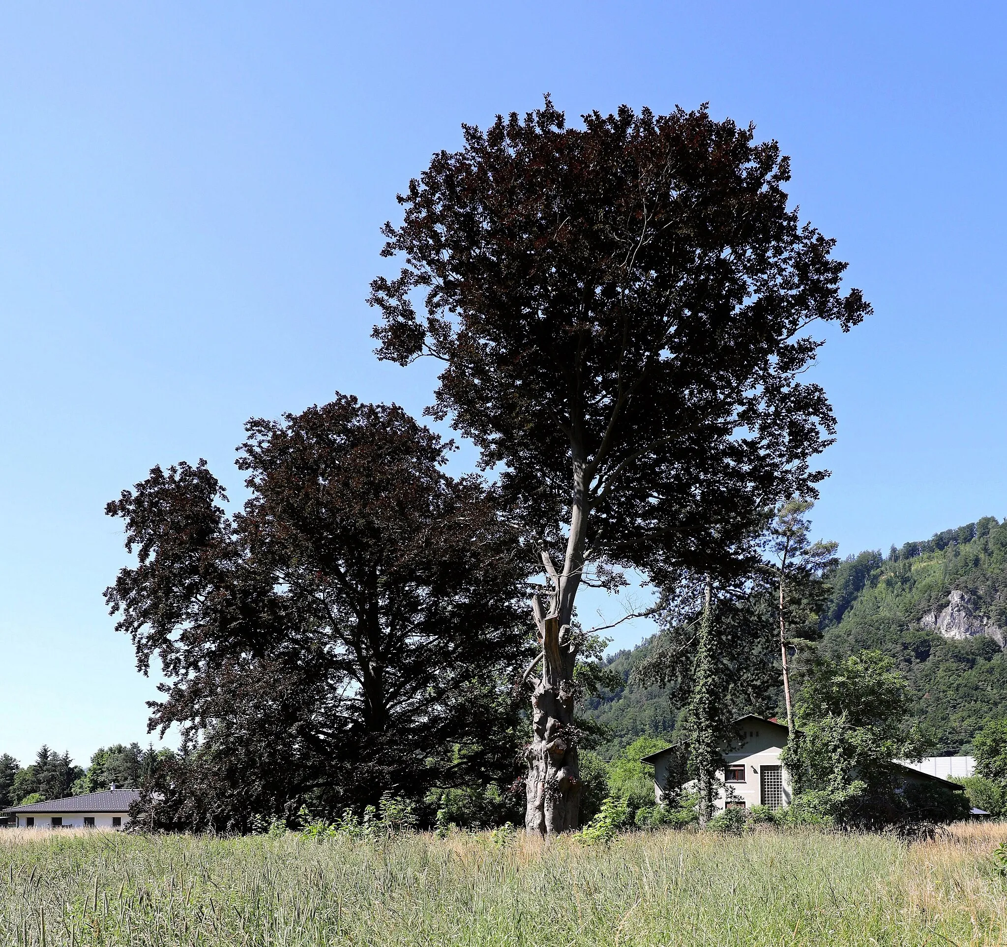 Photo showing: This media shows the natural monument in Styria  with the ID 267602.