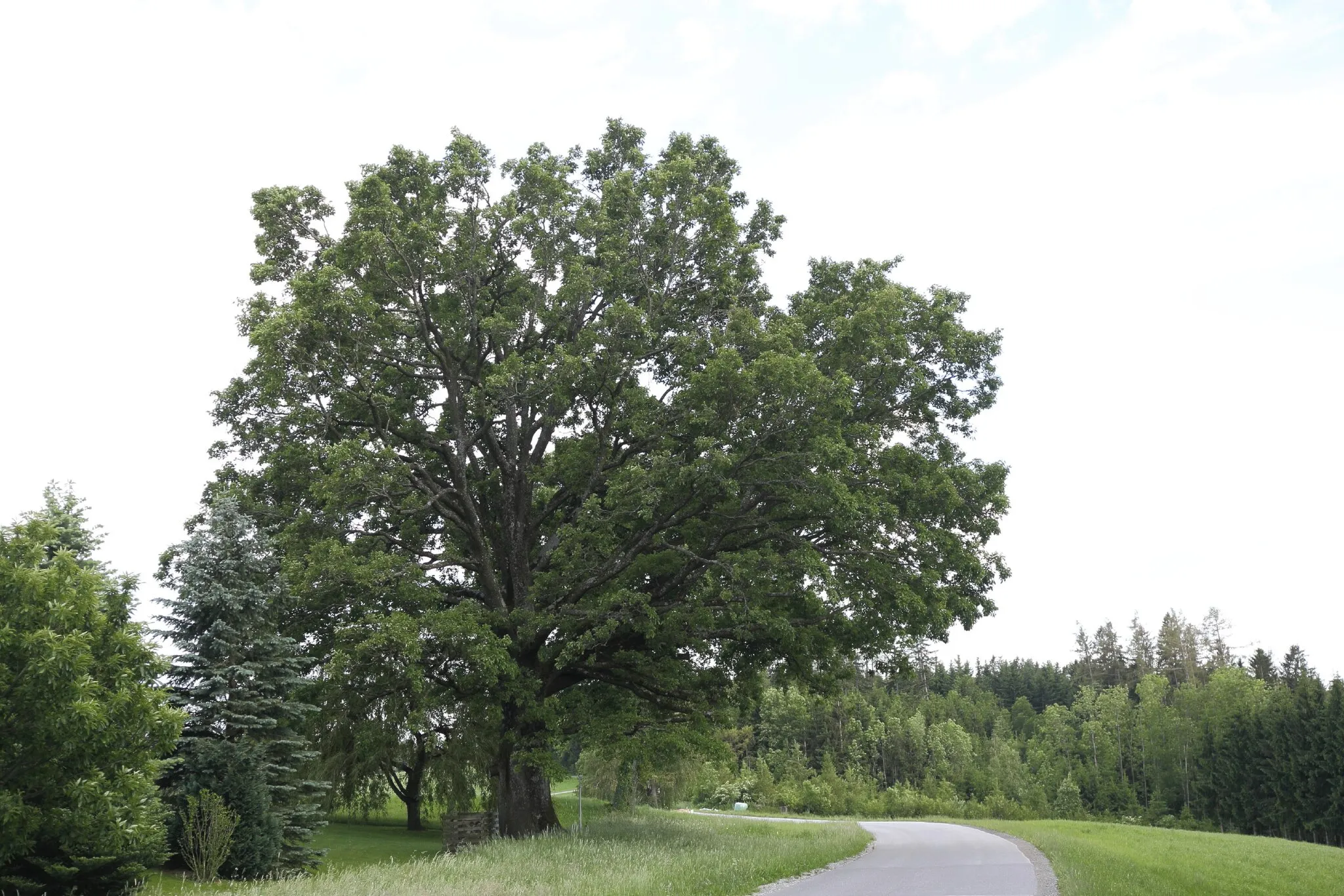 Photo showing: This media shows the natural monument in Styria  with the ID 602.