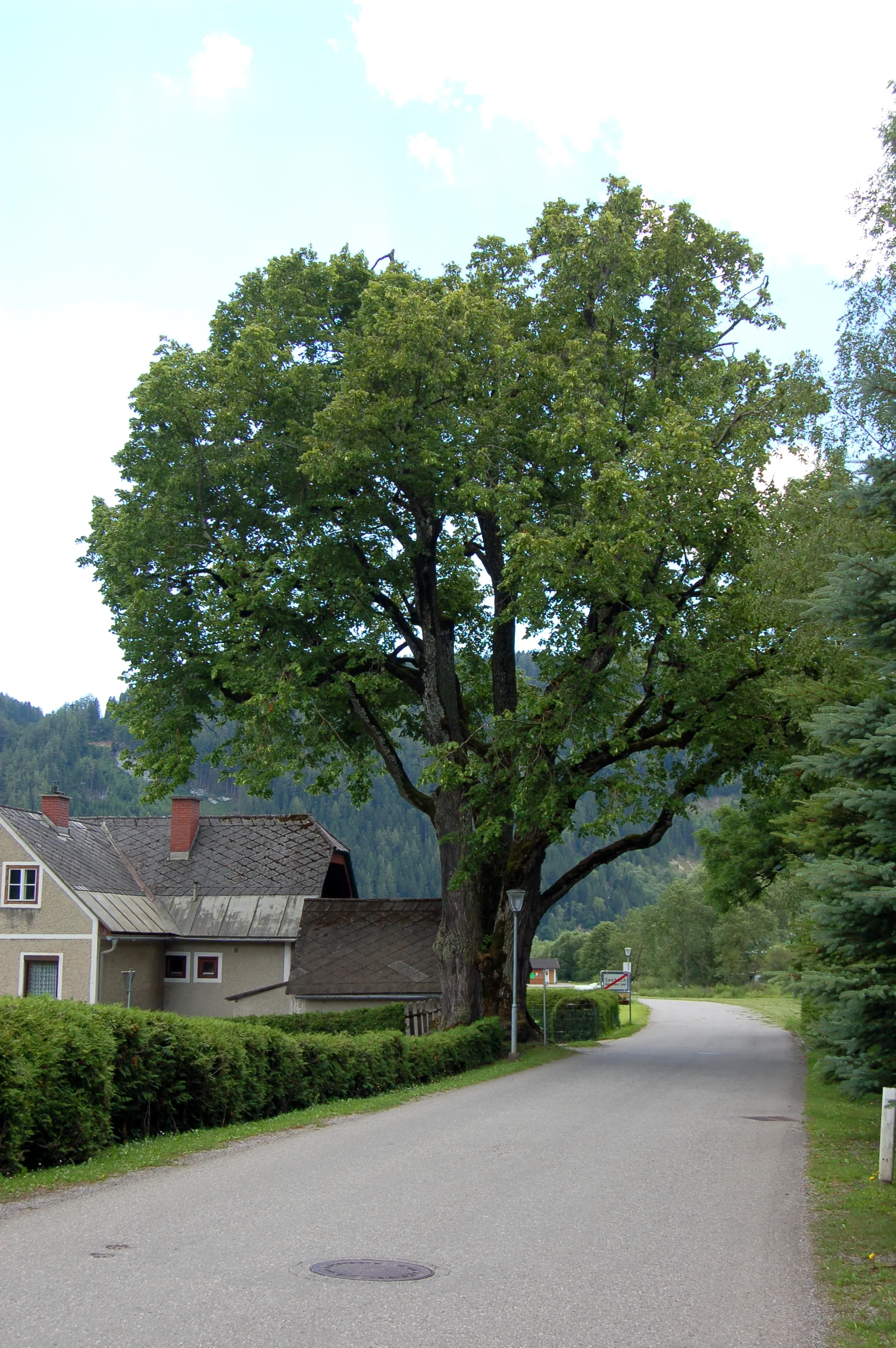 Photo showing: This media shows the natural monument in Styria  with the ID 422.