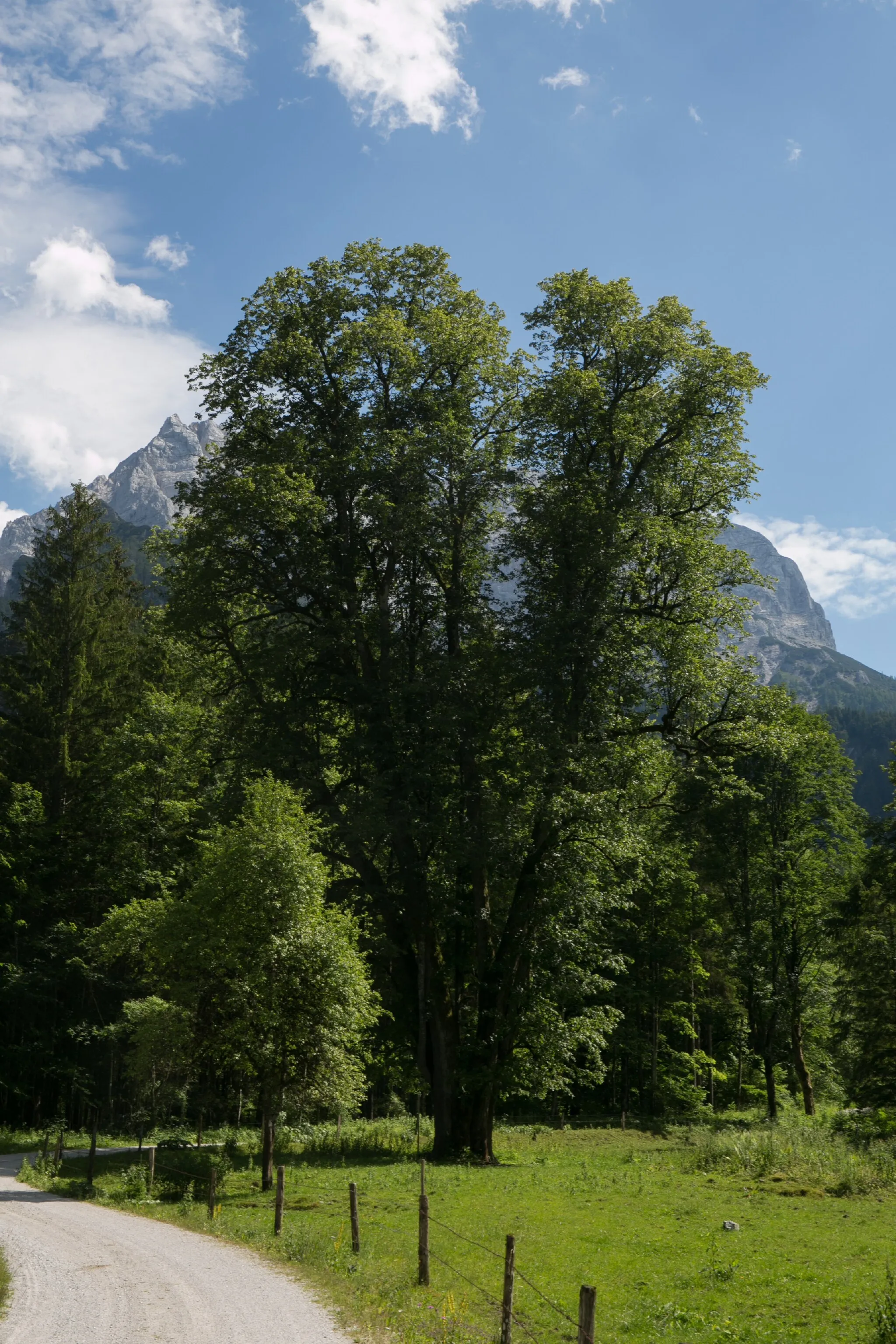 Photo showing: This media shows the natural monument in Styria  with the ID 917.