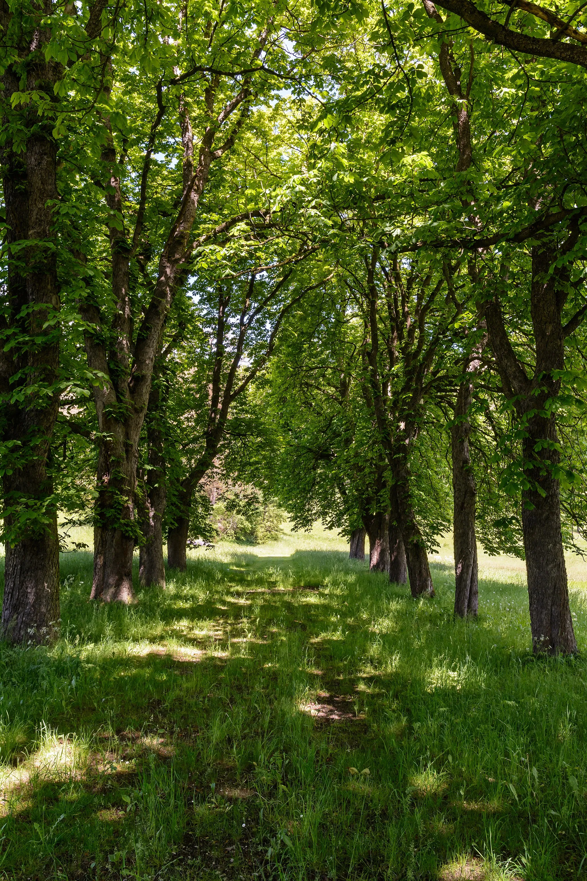 Photo showing: Avenue of horse-chestnut (Aesculus hippocastanum) trees, municipality of St. Marein bei Knittelfeld, Styria, Austria