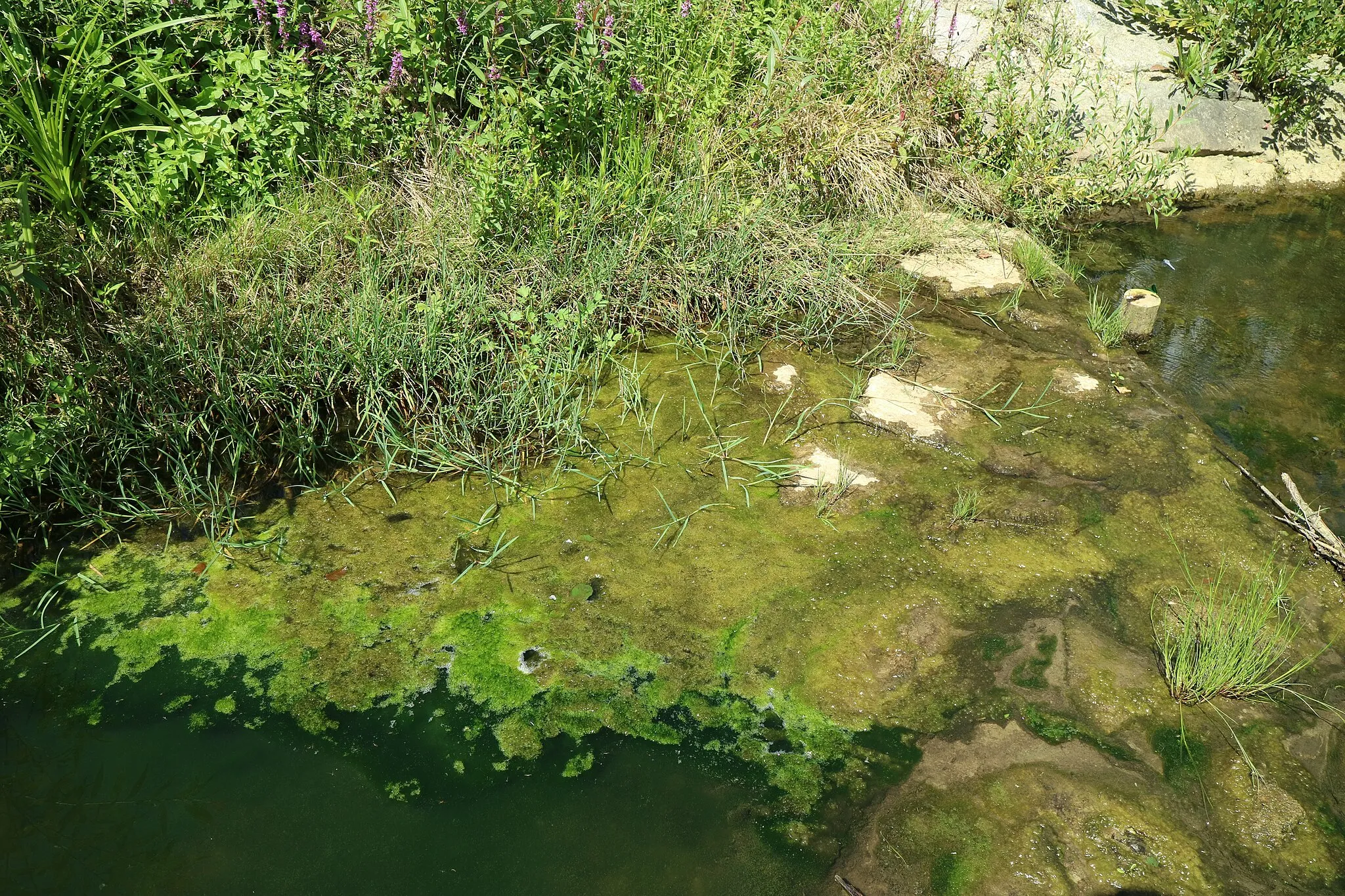 Photo showing: Algae in Ščavnica in Zgornja Ščavnica, Slovenia