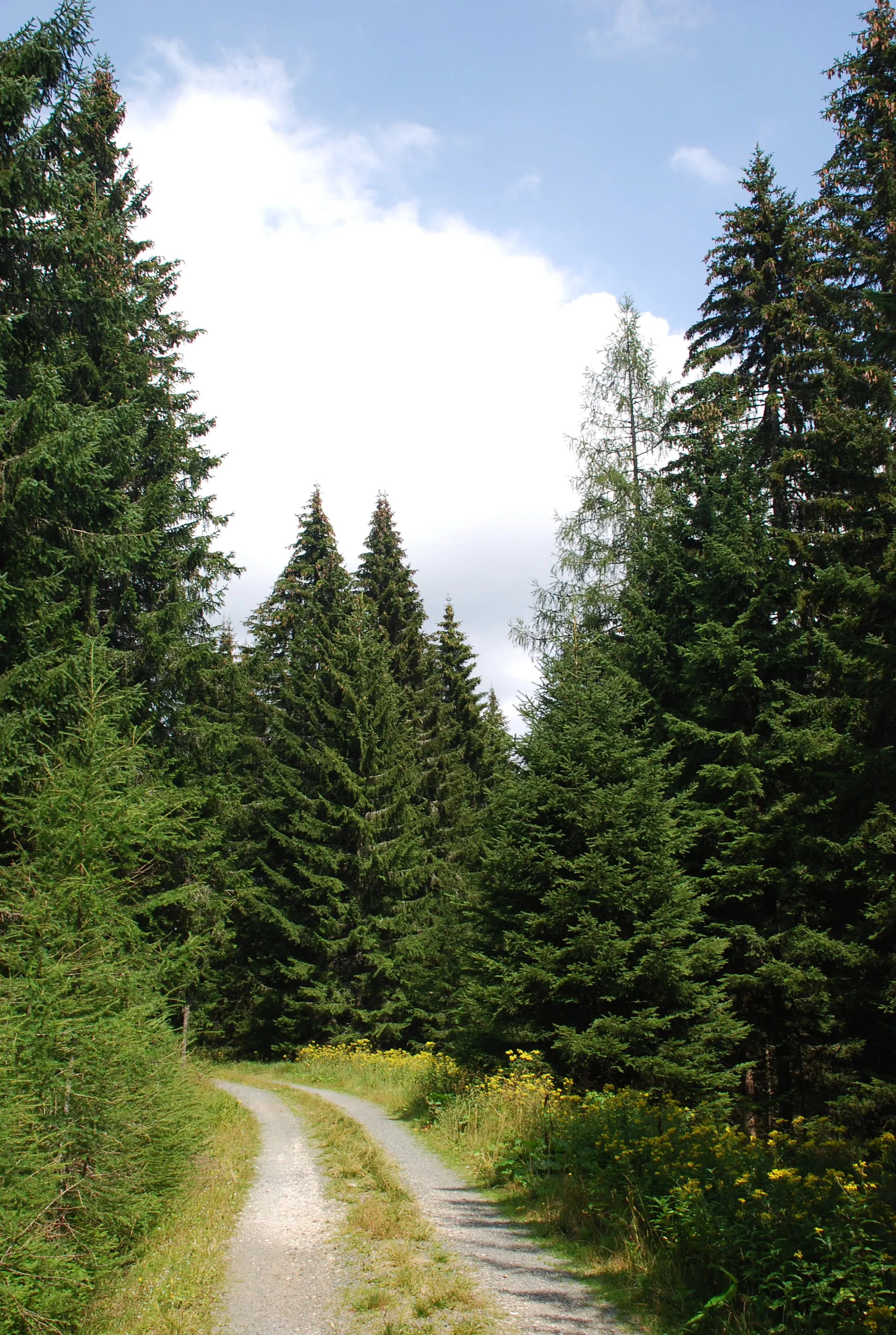 Photo showing: Hebalm - vom Forsthaus nach Süden, die alte Weinstraße an der Grenze von Steiermark und Kärnten / Österreich, mit Picea abies und Larix decidua.