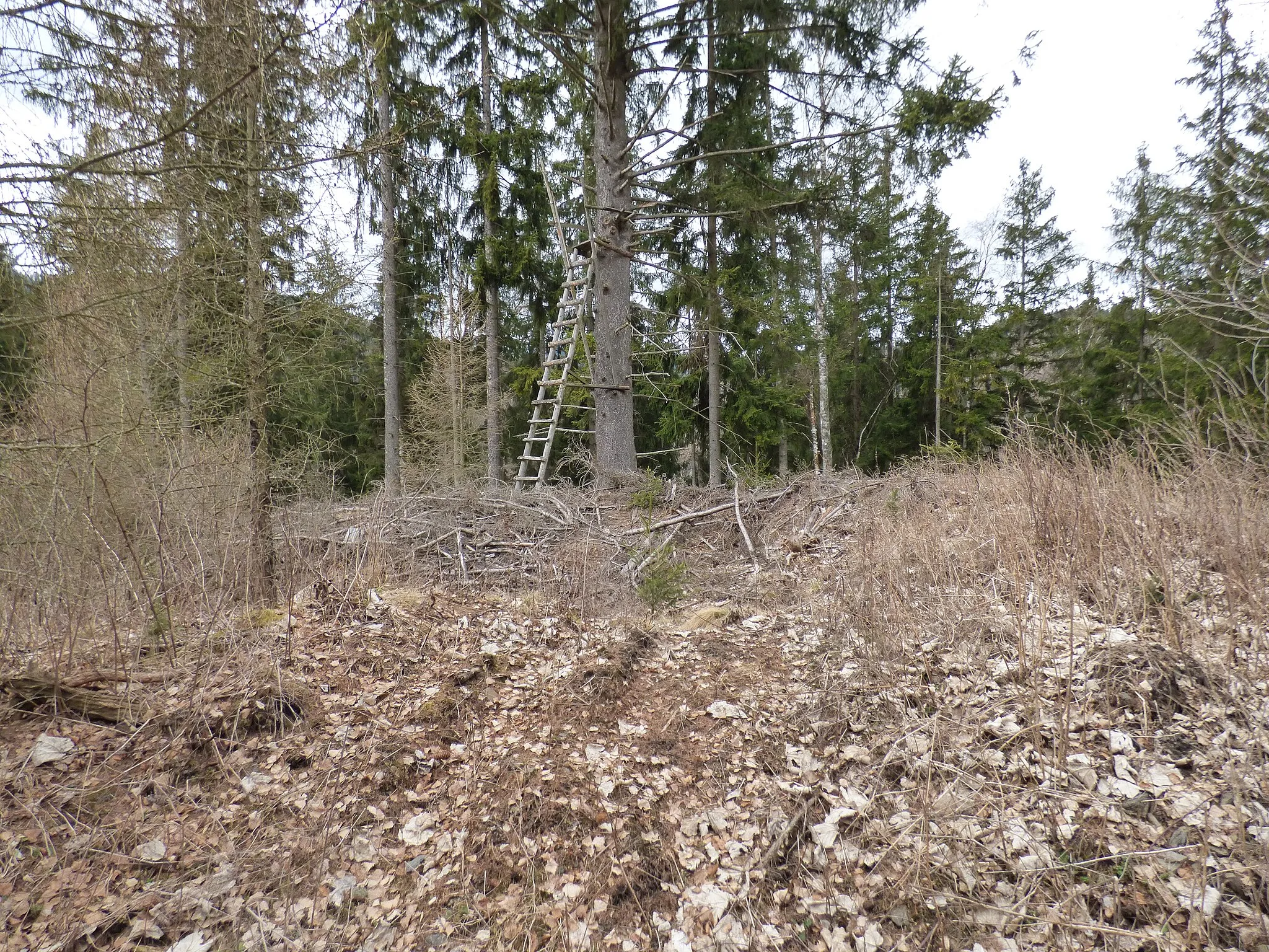 Photo showing: Turmrest (?), offenbar Vorburg der Oberen Burg Neudeck