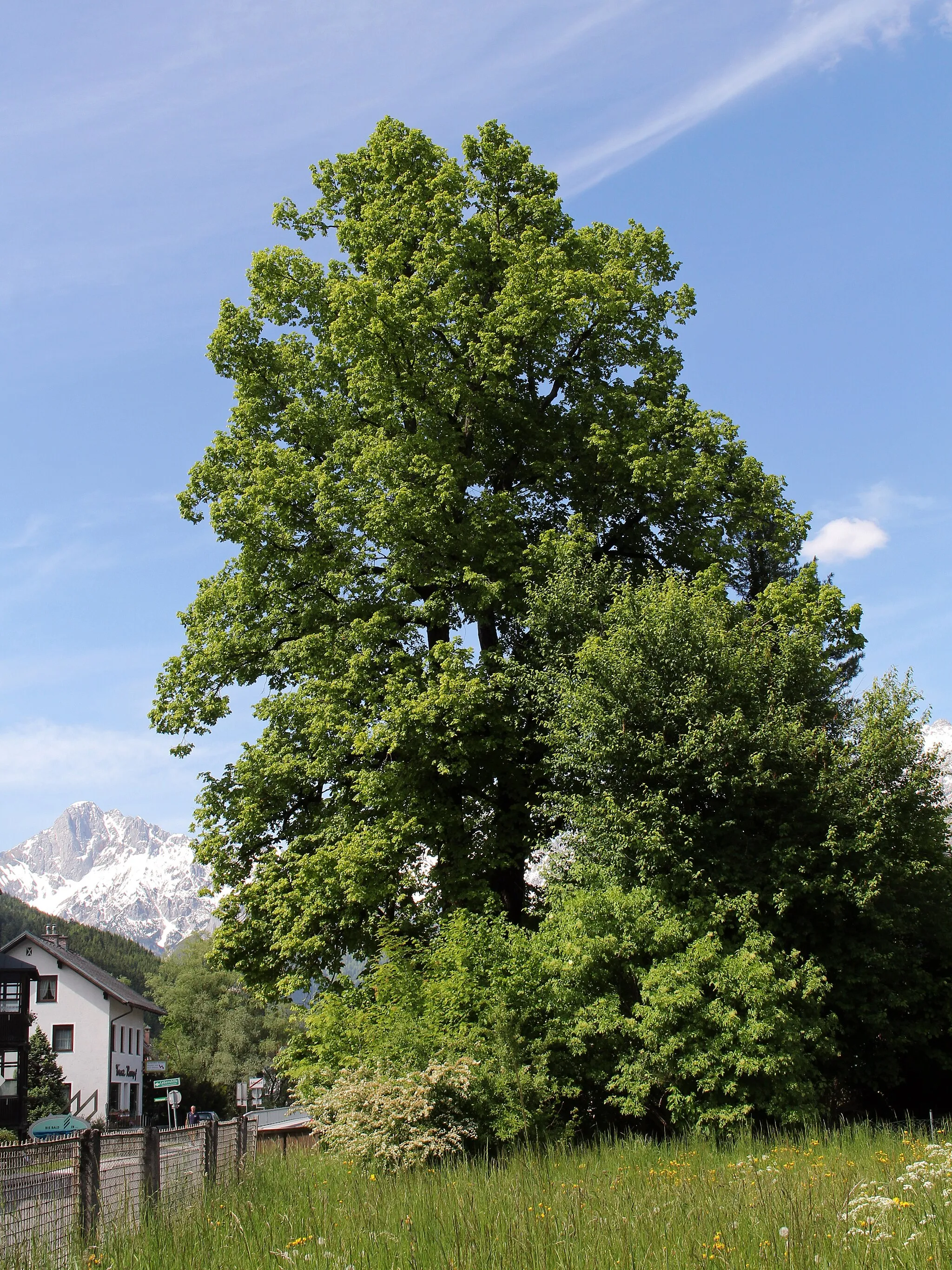 Photo showing: This media shows the natural monument in Styria  with the ID 911.