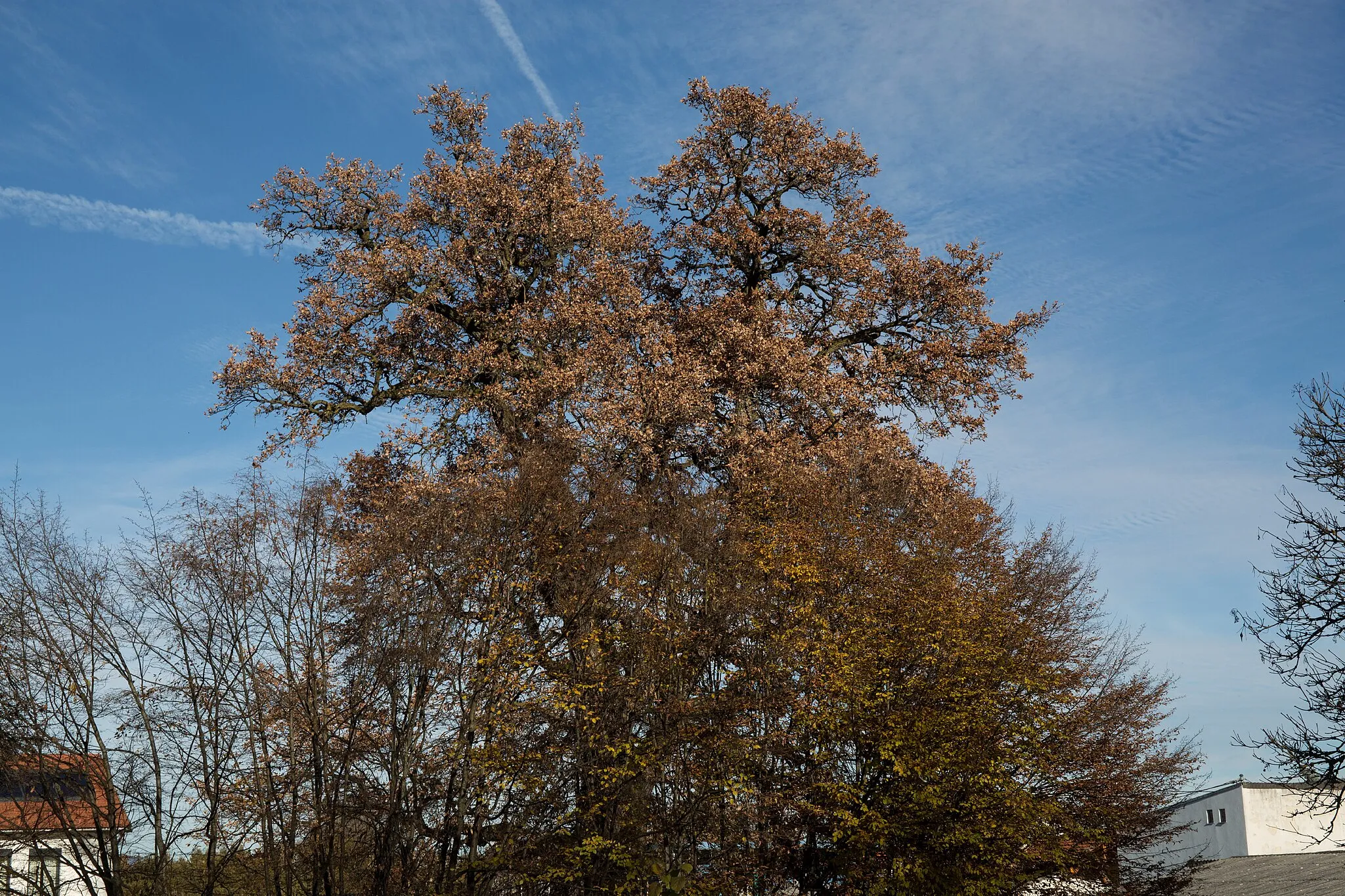 Photo showing: This media shows the natural monument in Styria  with the ID 761.