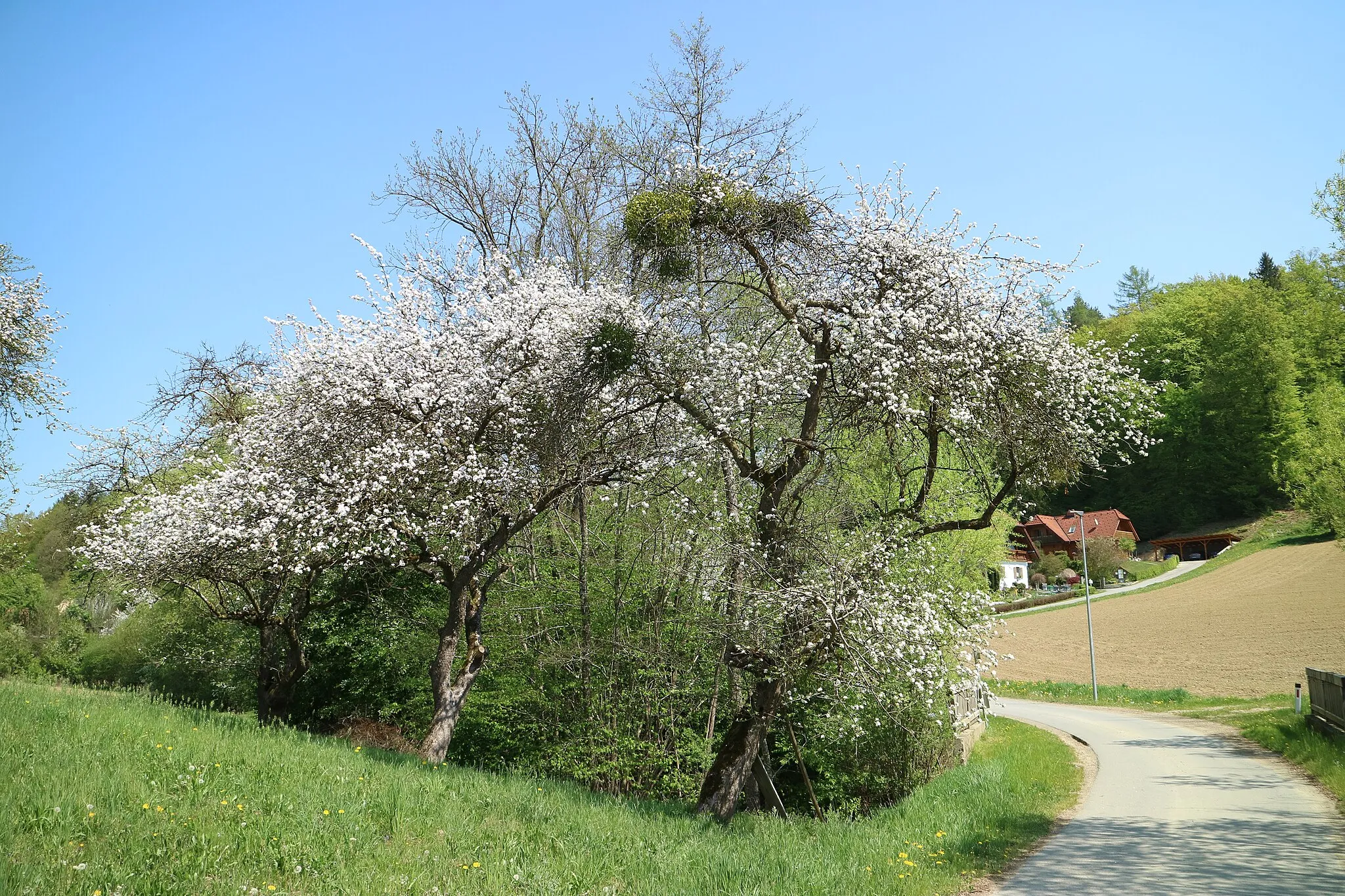 Photo showing: Frühling in Gnaning, Gemeinde Fernitz-Mellach, Steiermark